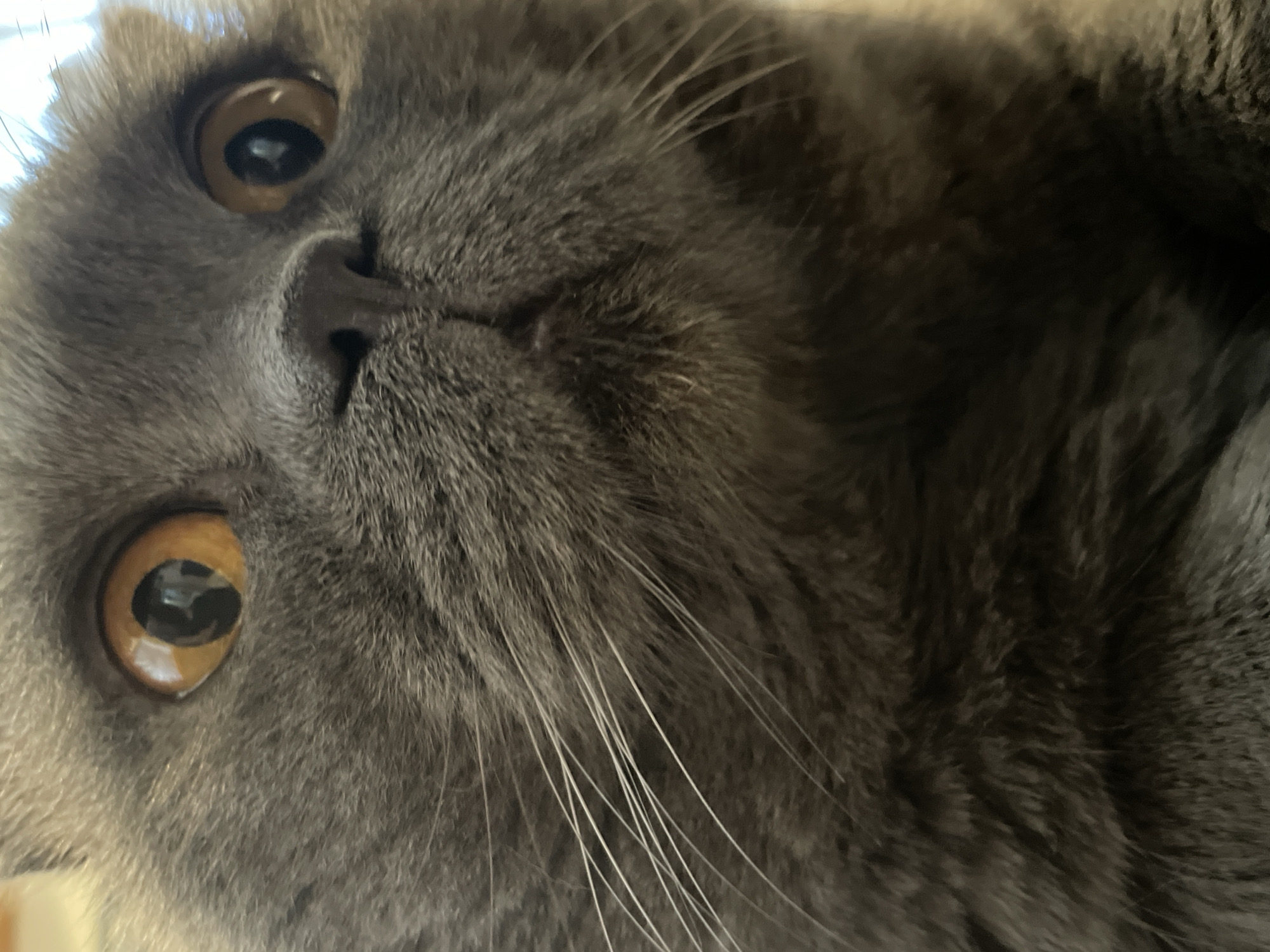 A close-up, low-angle, eye-level shot shows the face of a grey cat. The cat's fur is short and dense, with individual hairs visible. Its large, round eyes are amber in color and are looking directly at the camera. The pupils are dilated, suggesting the cat is in a dimly lit environment. The cat's nose is dark and appears wet. Long, white whiskers extend outwards from the sides of its muzzle. The background is blurred and out of focus, but appears to be a neutral color, possibly a wall or furniture. There is a subtle reflection of light in the cat's eyes, indicating a light source in front of it. The overall impression is one of a curious and alert animal captured in a moment of intense focus.