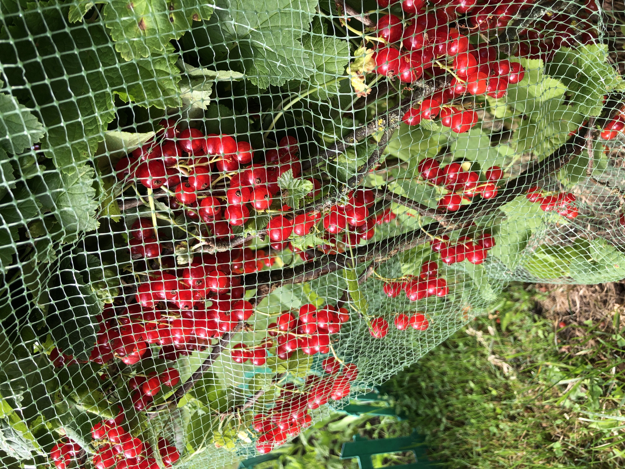The image shows a close-up of red currant bushes laden with ripe berries, protected by a green net. The bushes are growing outdoors, with green grass and a small green fence visible in the background. The lighting suggests it is a sunny day. The specific location in Zhukovo, Russia, cannot be determined from the visual information provided. There are no people or specific actions depicted in the image.