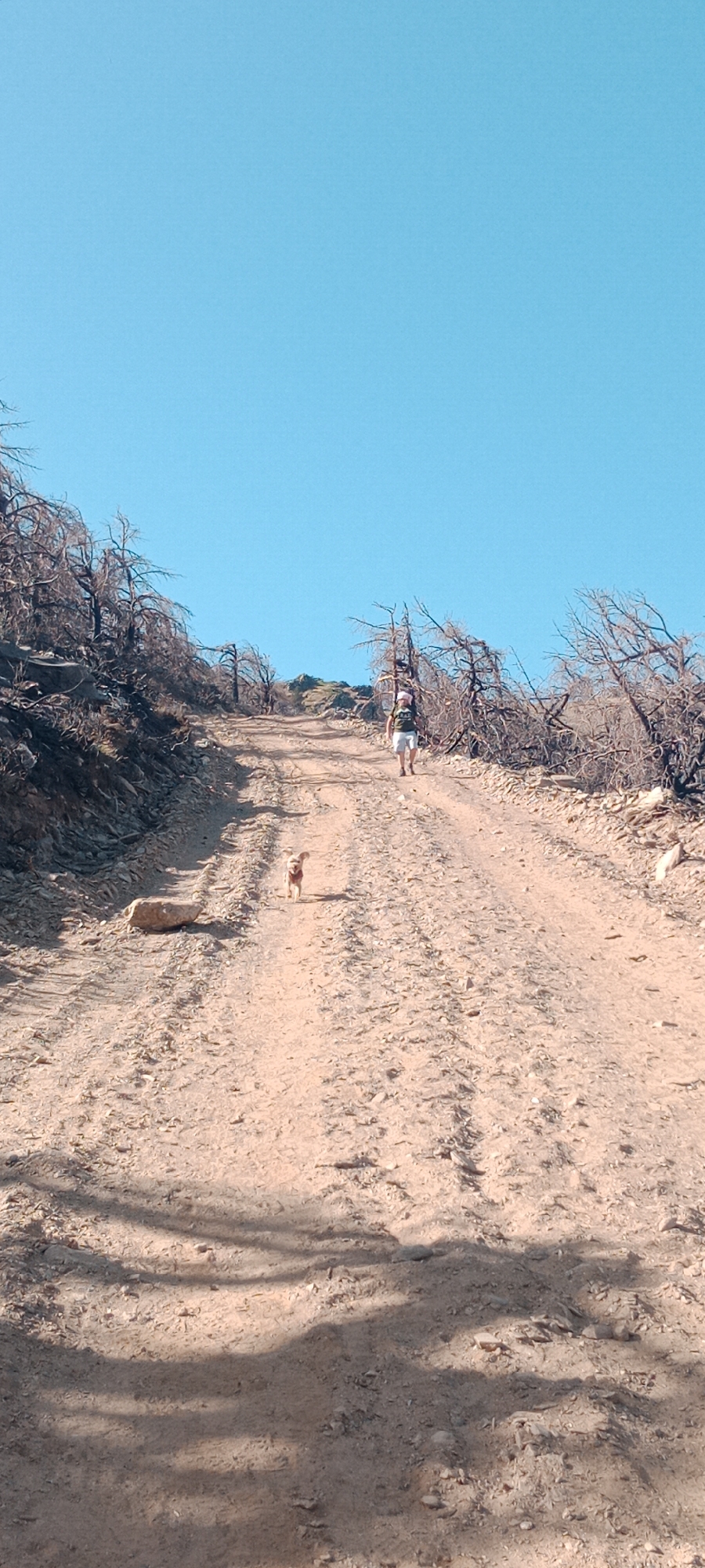 In Cerezo de Arriba, Spain, on a dirt path ascending a hill under a clear blue sky, a person wearing a white bandana, a dark t-shirt, and white shorts walks uphill. A small, tan dog is trotting ahead of the person on the path. The surroundings are characterized by dry, skeletal trees lining the hillside, indicating a potential past fire. The path itself is uneven and appears to be a rough track. A light-colored rock is visible on the left side of the path.
