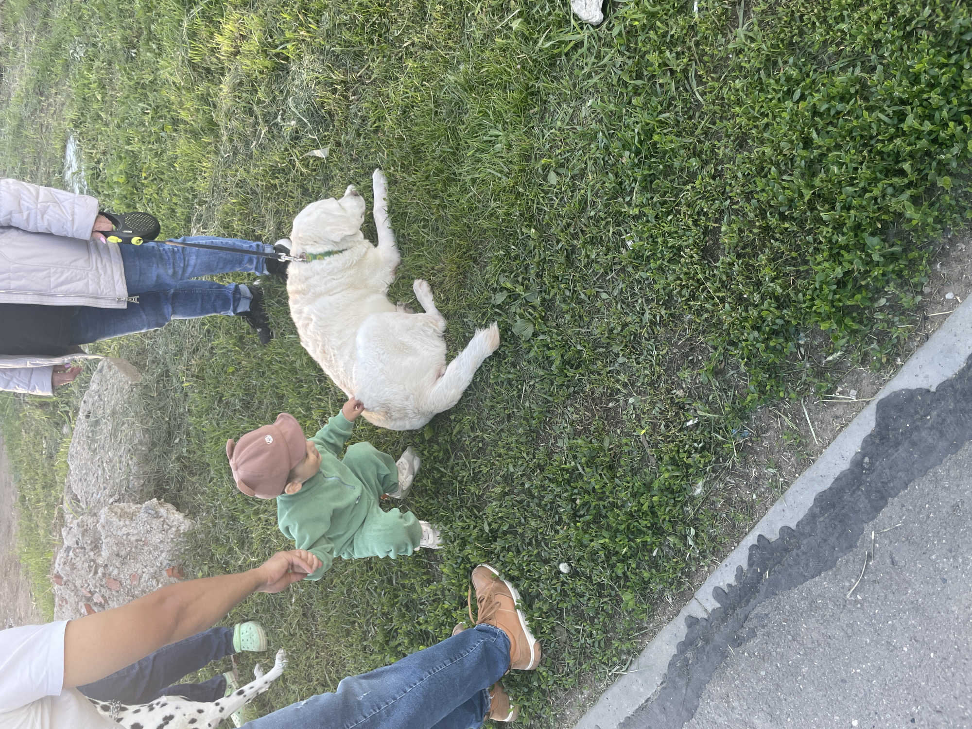 This outdoor image, taken in Izhevsk, Russia, captures a casual gathering of people and dogs on a sunny day. A large, cream-colored dog, resembling a Labrador, is lying relaxed on its side on a patch of grass, wearing a green collar. A young child, dressed in a green ribbed jumpsuit and a brown baseball cap with a small white emblem, is seated on the grass near the dog, reaching out towards it. An adult, wearing a white short-sleeved top and blue ripped jeans, holds the child's hand. Part of a Dalmatian dog is visible near this adult's feet.
Another adult, wearing a light grey puffer jacket and blue jeans, stands nearby, holding a black retractable dog leash with "flexi" and "Vario" visible on it. The scene unfolds on a grassy area that borders a paved path or road, which features a distinct wavy black tar line. The bright daylight suggests it's daytime, casting shadows from the subjects onto the ground. The overall atmosphere appears relaxed and pleasant, centered around the interaction between the child and the dog.