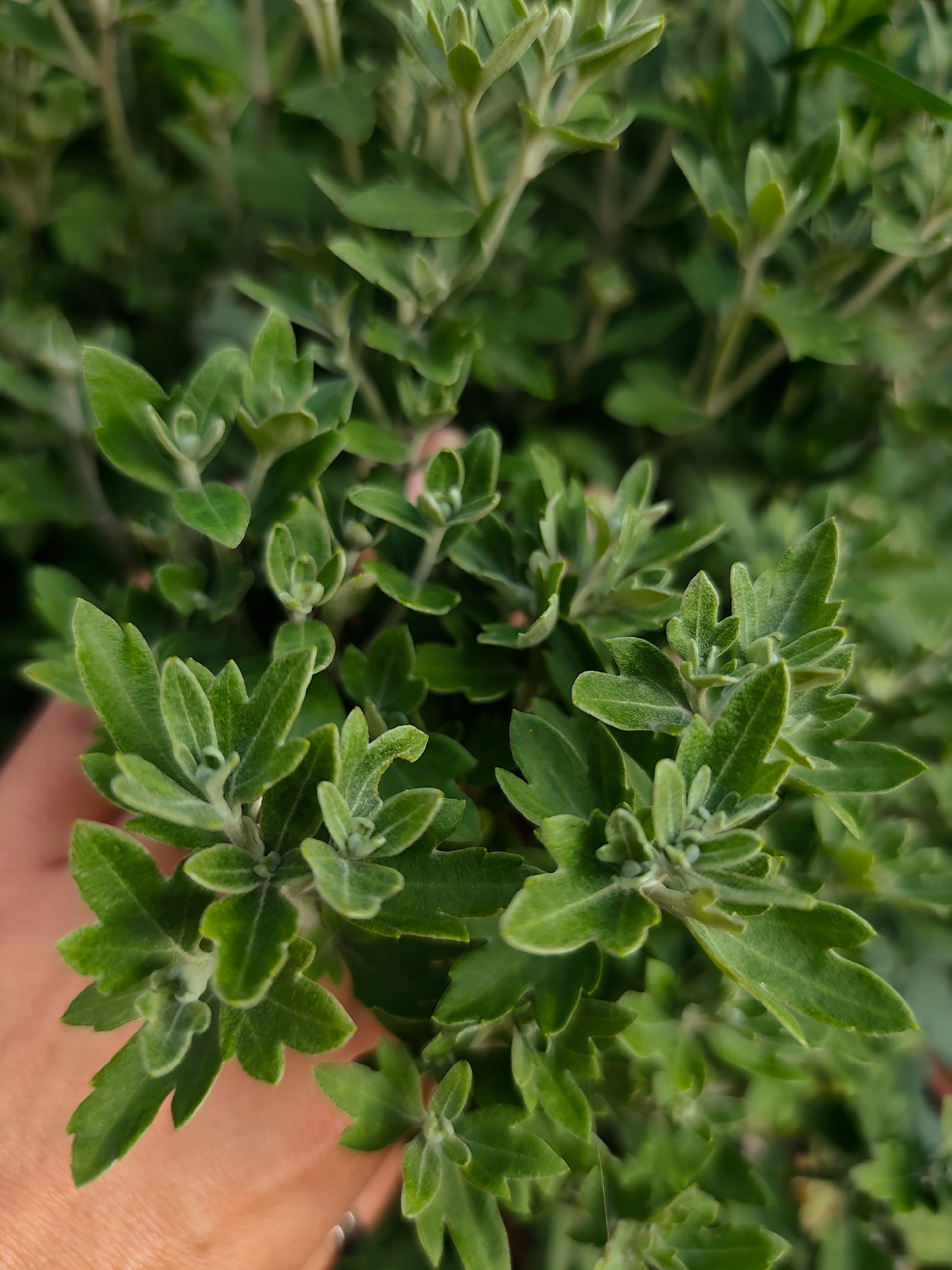 The image captures a close-up view of lush green foliage, likely from a plant such as a chrysanthemum, with a human hand gently holding a portion of the branches. The leaves are small, serrated, and have a slightly fuzzy texture, with new growth appearing at the tips of the stems. The background is a blur of more green leaves, suggesting a dense planting or garden. The lighting is natural and diffused, indicating an outdoor setting. There are no discernible landmarks or architectural features to place this scene within the city of Durlești, Moldova. The focus is entirely on the plant life and the human touch interacting with it.