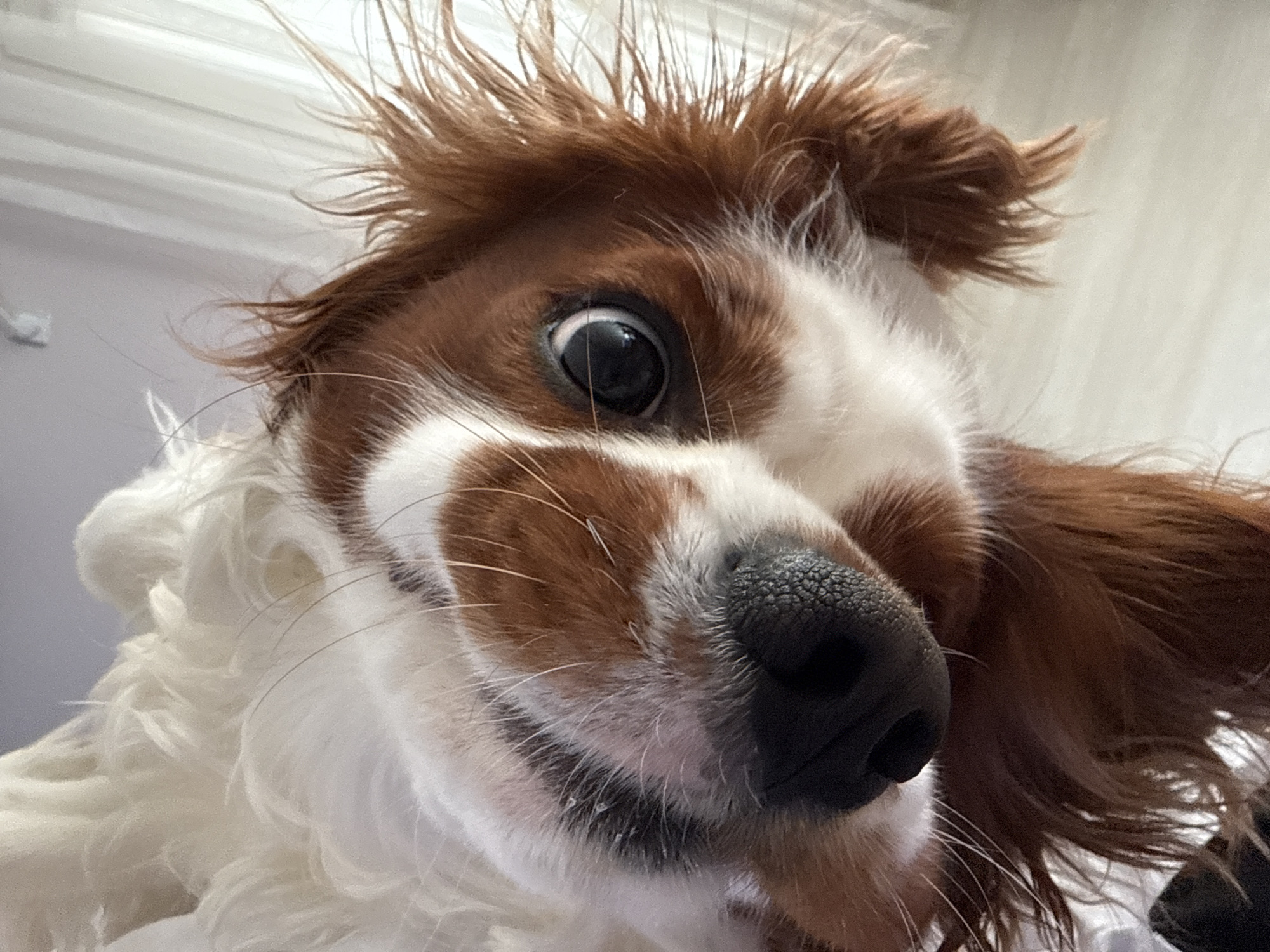 A close-up, upside-down, eye-level shot of a Cavalier King Charles Spaniel's face. The dog has white and reddish-brown fur, with distinct brown markings around its eyes and on its muzzle. Its right eye is open and dark, with a reflection visible in the pupil. The dog's black nose is textured and wet. The background is blurred, showing a light-colored surface with vertical lines, possibly a curtain or blinds, and a soft grey wall. The image is taken indoors, in a residential setting. The location in Dobrich, Bulgaria, is not discernible from the visual information in the image.