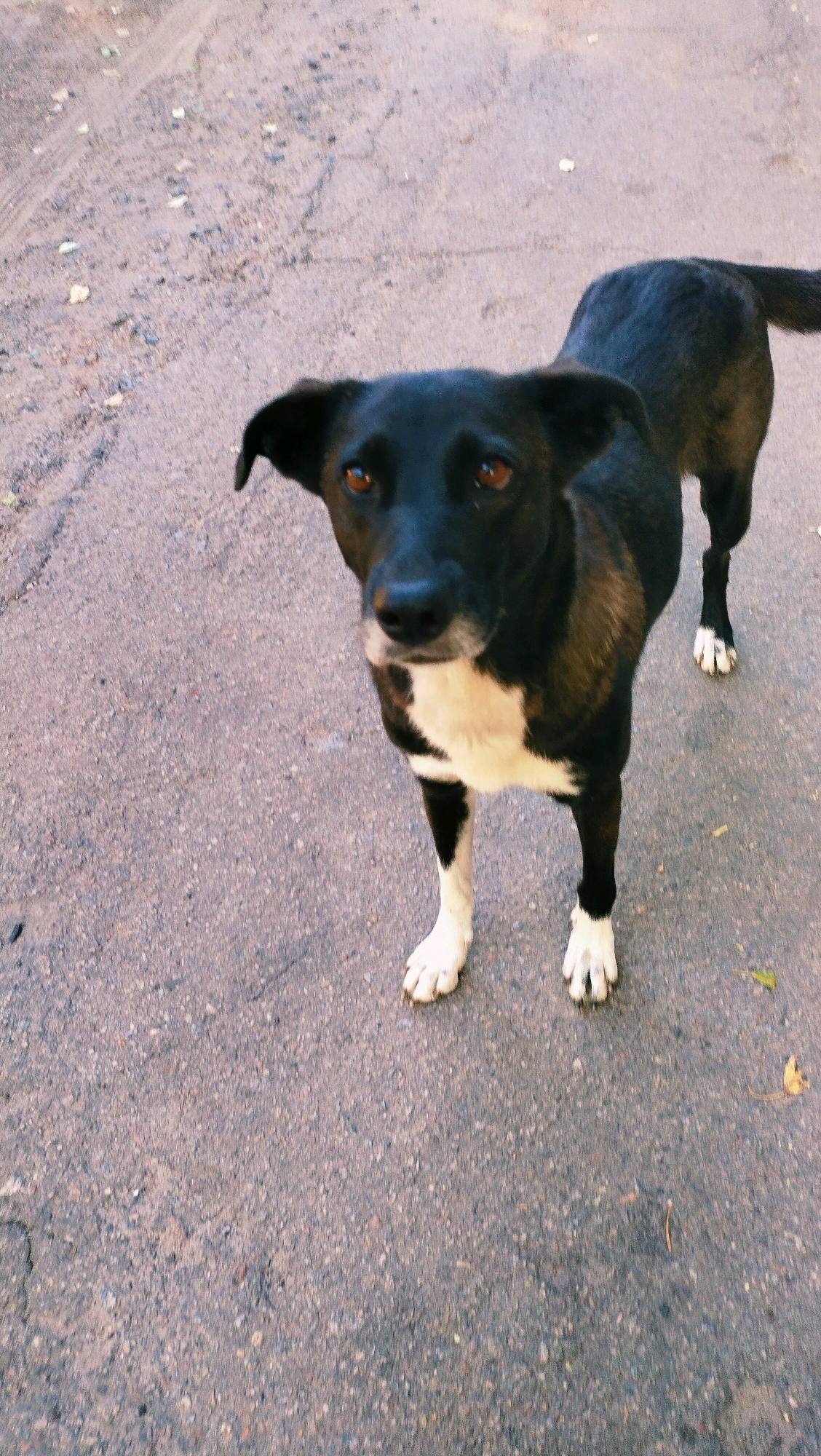 A medium-sized black and white dog stands on a dirt and asphalt path in Horishni Plavni, Ukraine. The dog is facing the camera, with its head tilted slightly. Its fur is black on its back, head, and hindquarters, with white markings on its chest and paws. The dog's eyes are a warm brown, and its ears are floppy. The path appears to be unpaved and is covered with small stones and some scattered leaves. The lighting suggests it is daytime, possibly late afternoon, as the light appears warm and somewhat diffused. The background is out of focus, but hints at a rural or semi-urban environment with a dirt road.