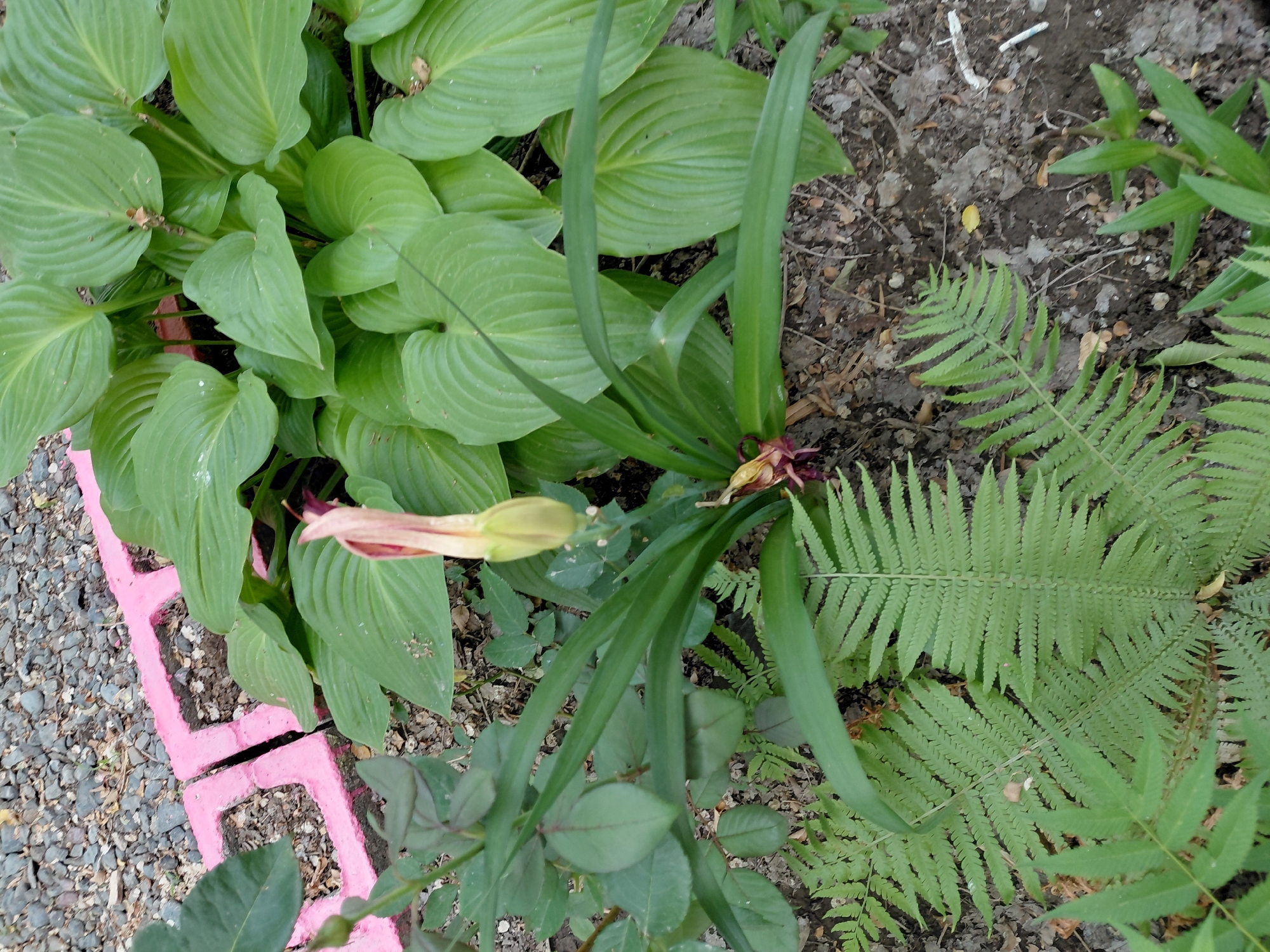 The image shows a close-up view of a garden bed in Ақши, Kazakhstan. The bed is bordered by pink decorative concrete blocks and filled with various plants. Prominently featured is a large hosta plant with broad, green leaves. In front of the hosta, a tall, pale pink flower bud is visible, still closed. To the left, there are rose bushes with dark green leaves. Ferns with delicate, feathery fronds are growing in the foreground, partially obscuring the ground. The ground itself is covered in dark soil, scattered with small stones, fallen leaves, and twigs. The overall scene depicts a natural, cultivated outdoor environment.