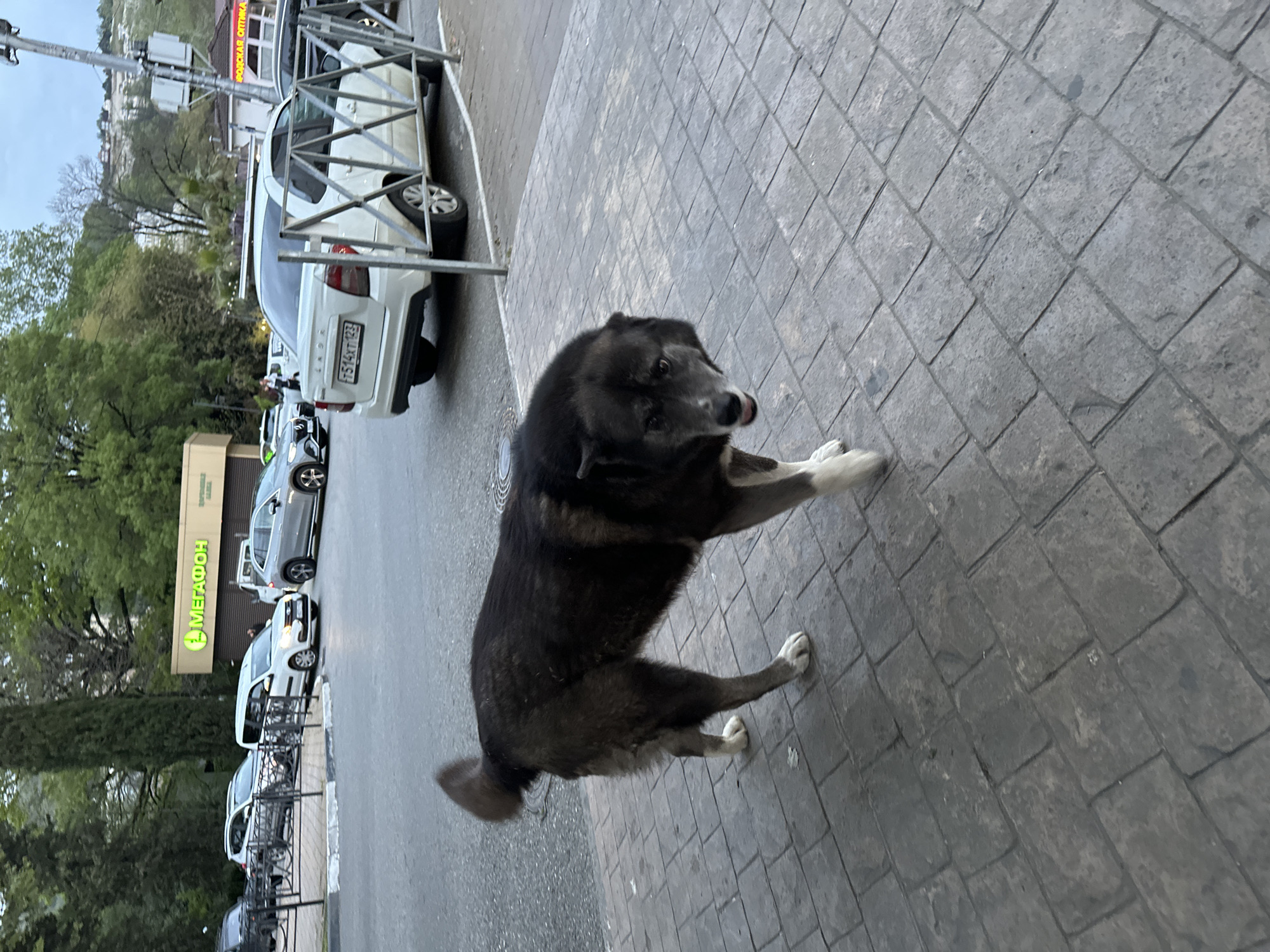 A large, dark-furred dog stands on a grey, block-patterned paved sidewalk in a tilted, medium-shot photograph. The dog, which has noticeable white/grey markings on its muzzle and paws, is in the foreground, looking directly at the viewer with an attentive expression, its tongue slightly visible. Its tail is blurred, suggesting a wag or recent movement.
The scene depicts an outdoor urban or suburban street. To the left of the dog, the paved area transitions to a road where several cars are parked. Metal barriers or fences are interspersed along the edge of the pavement and road. A white Lada sedan is prominently parked with its rear facing the viewer, displaying the license plate "T514XT 123". Other cars, including grey and black models, are parked further down the street.
In the background, behind the vehicles, are buildings and abundant green trees. A building features a distinctive green sign with the Cyrillic text "МЕГАФОН" (Megafon), identifying it as a telecommunications store. Another building in the distance has a partially visible sign that reads "ОРОКСКАЯ ОПТИКА" (Orokskaya Optika), indicating an optics shop.
The sky, visible in the upper-left corner of the frame, is overcast, providing soft, diffused lighting. The scene appears to be daytime but not under direct sunlight. The license plate's "123" regional code confirms the location as Krasnodar Krai, consistent with Sochi, Russia. The image captures a casual street setting featuring a friendly-looking dog, parked vehicles, and local businesses.