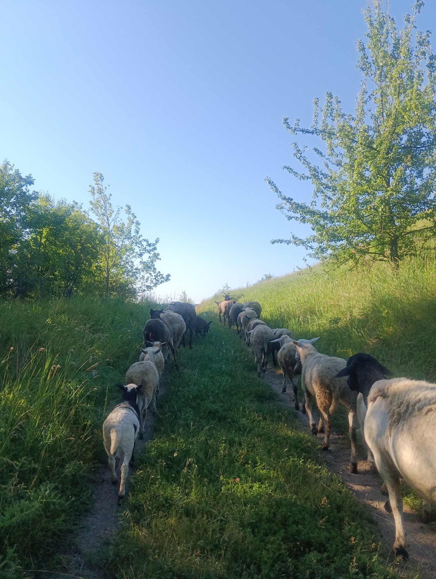 A flock of sheep walks single file on a dirt path bordered by tall, green grass and trees. The sky is clear and blue, suggesting a sunny day. The sheep are of various colors, including white, black, and grey. They are moving away from the camera, down the path.