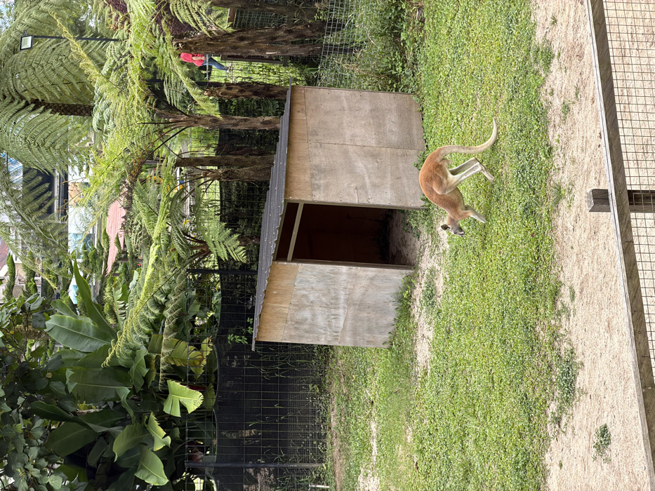 A kangaroo stands on green grass next to a wooden shed. The shed has a black roof and an open entrance. Behind the shed is a black wire fence and lush green foliage, including fern trees. In the background, part of a building can be seen amidst the dense greenery. A person in a red shirt is standing in the foliage. Along the right edge is a concrete barrier and a wire mesh fence.