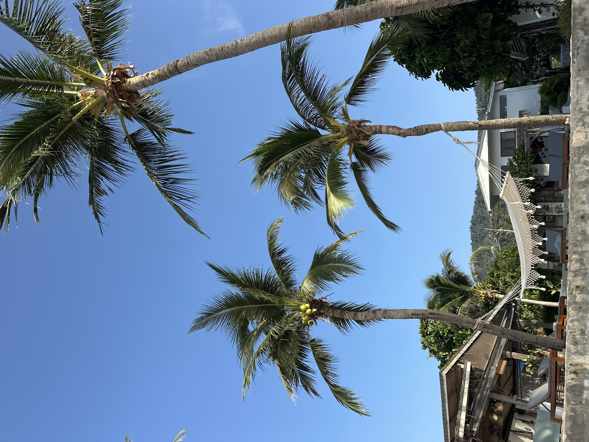 This is a low-angle, full-shot photograph of a tropical beach scene in Koh Samui District, Thailand, on a clear, sunny day. The sky is a vibrant, cloudless blue. Dominating the foreground and mid-ground are several tall palm trees with lush green fronds reaching upwards. One palm tree in the center has a cluster of green coconuts.
To the left, a portion of an open-air, thatched-roof structure is visible, featuring outdoor seating with grey lounge chairs. In front of it, a white, tasseled hammock is suspended between two points, appearing to be part of a seating area. Behind the hammock, a modern white building with several windows and a dark-tiled roof can be seen.
The background consists of a lush green hillside covered in trees, with faint power lines visible against the slope. The ground appears to be sandy, with a concrete barrier in the immediate foreground. No people are visible in the image. The overall impression is one of a tranquil, idyllic beach resort setting.