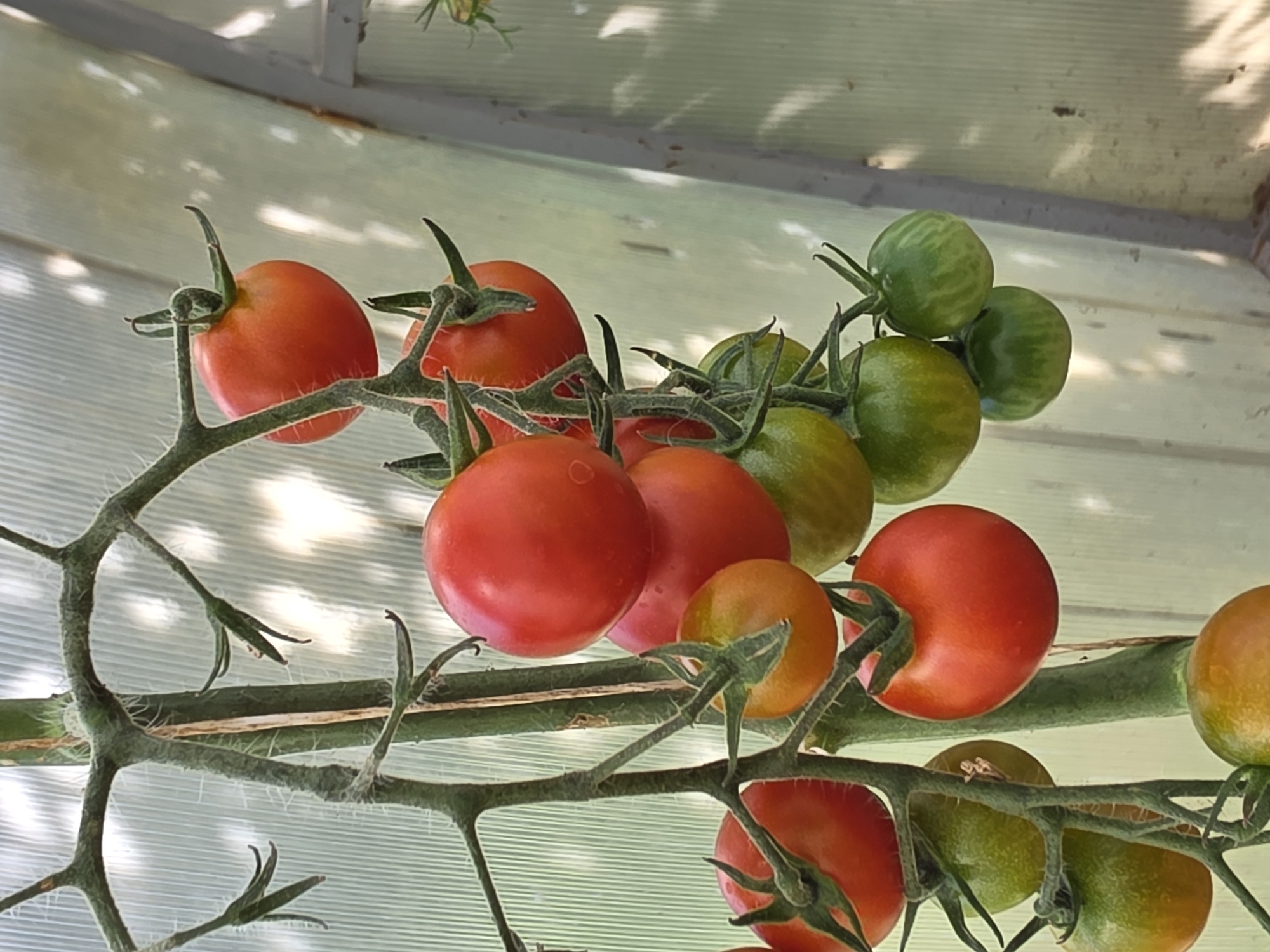 A close-up, vertical shot focuses on a cluster of ripening tomatoes on the vine, set against a blurred background of a greenhouse. The tomatoes vary in ripeness, with some showing vibrant red hues, others a transition from green to yellow, and some still distinctly green with striped patterns. The vine is fuzzy and green, with delicate tendrils reaching outwards. The light filtering through the greenhouse creates dappled shadows on the translucent wall behind the tomatoes. There are no people or animals visible in the image. The scene appears to be indoors, possibly in a home garden or commercial greenhouse. The image does not contain any information to determine the location in the city of Речицы, Russia.