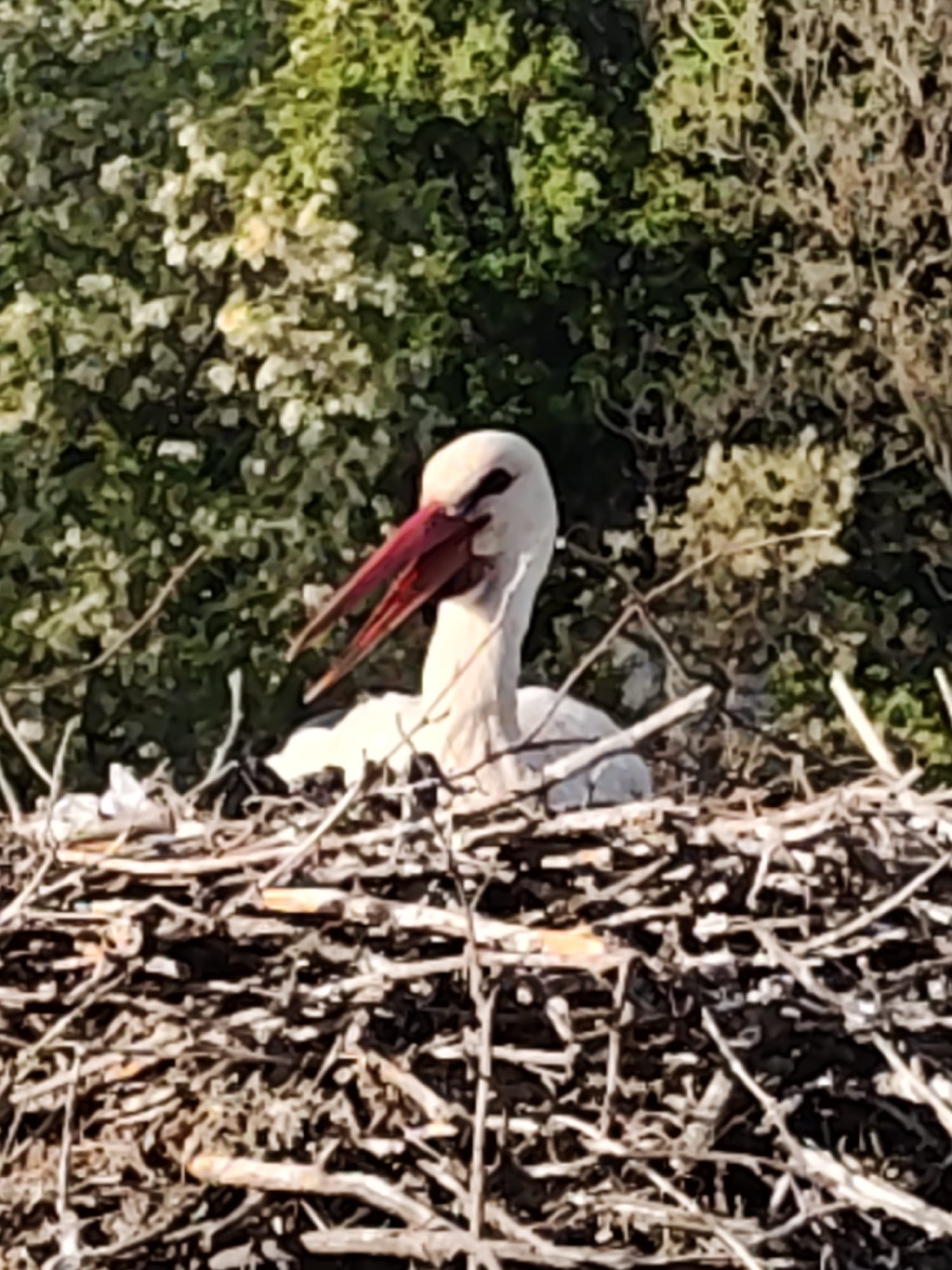 A stork is visible in its nest, constructed of twigs. The stork is predominantly white with a distinctive red beak. Behind the nest is a dense green tree. The location of the scene is unknown.