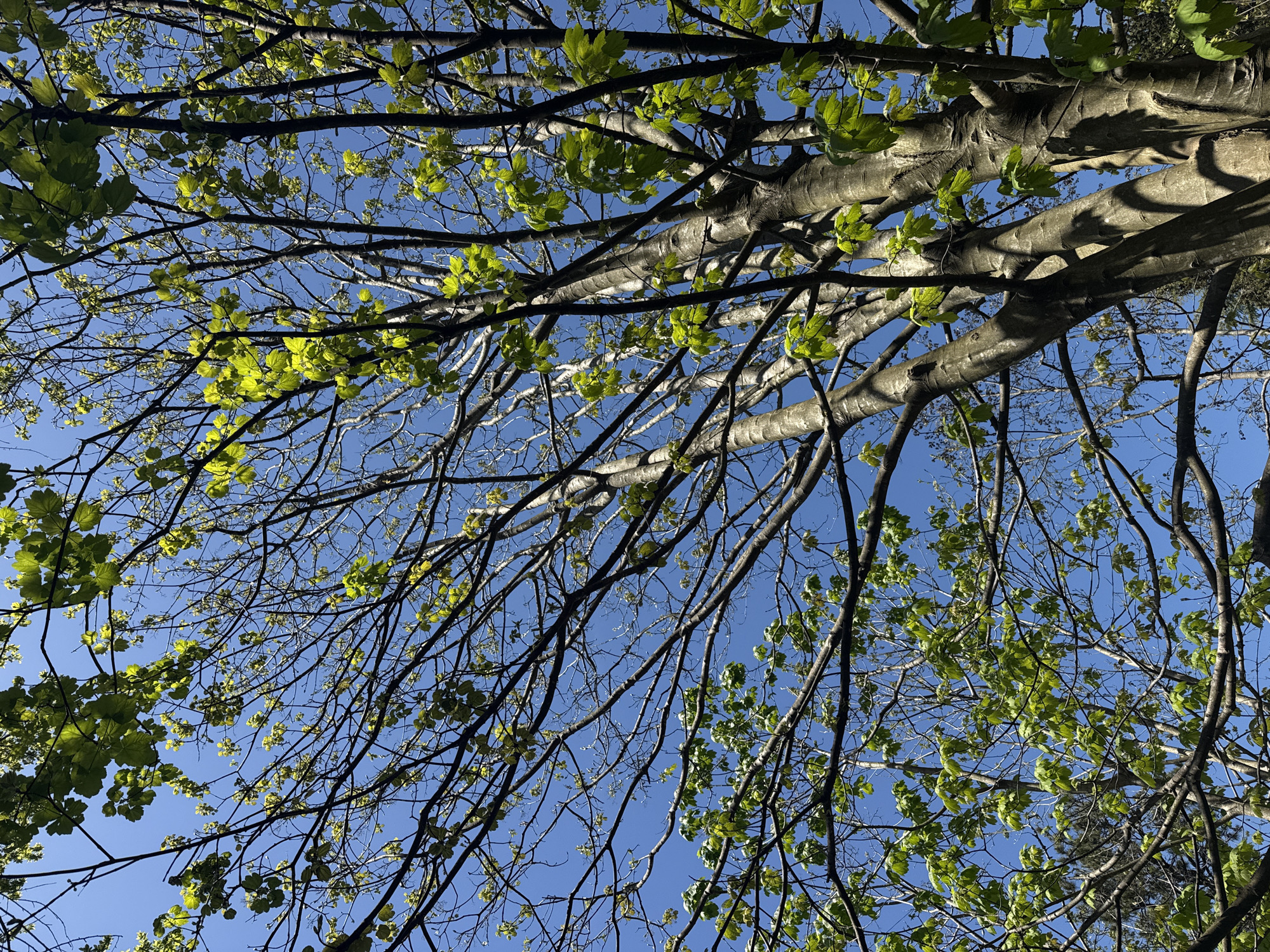 The image depicts the view looking up into the canopy of a tree with new green leaves against a clear blue sky. The tree has thick branches and smaller twigs. Sunlight filters through the leaves, creating highlights and shadows. The location is not discernible from the image.