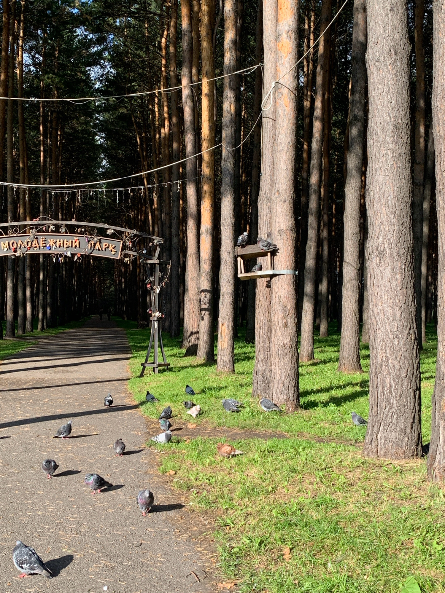 A paved pathway leads through a forest of tall pine trees in a park. A sign with Cyrillic text, "МОЛОДЁЖНЫЙ ПАРК" (Youth Park), is visible at the entrance, adorned with locks. Several pigeons are scattered on the path and the grassy area beside it. A wooden bird feeder is attached to one of the trees, with pigeons perched on it. Sunlight filters through the trees, casting shadows on the ground. The scene appears to be in Prokopyevsk, Russia.