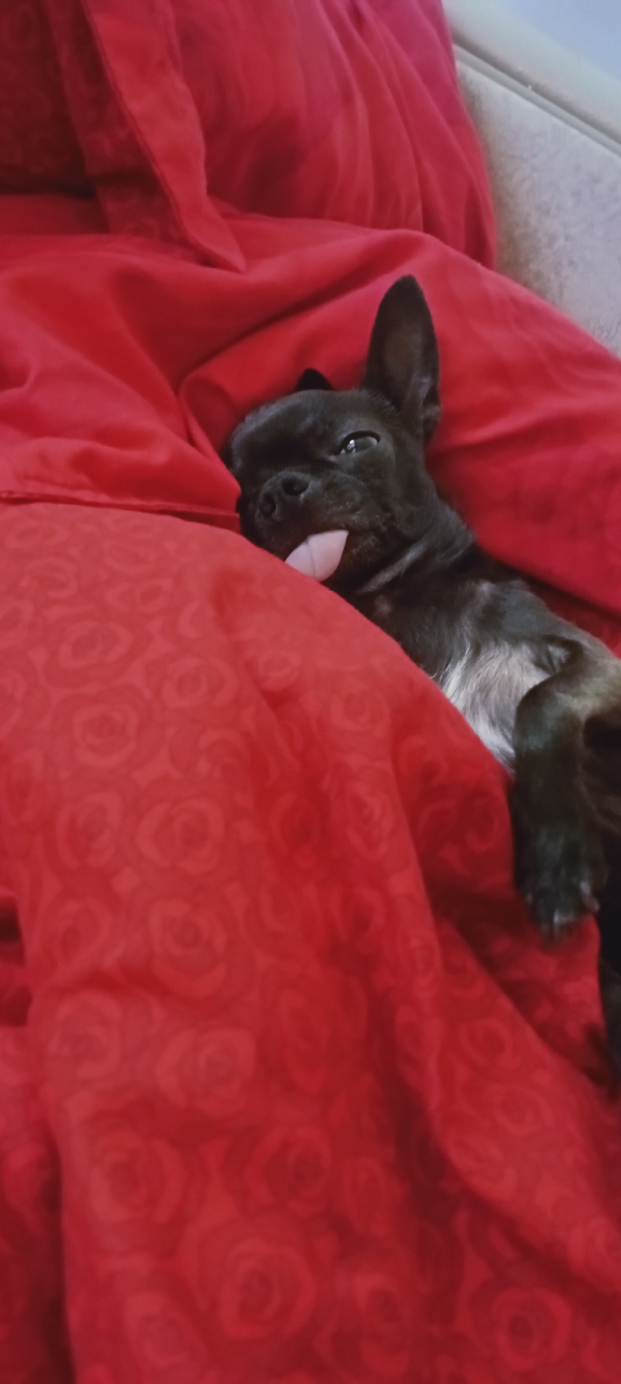 A black dog with its tongue sticking out is lying on a red blanket with a rose pattern. The dog's body is partially obscured by the blanket, but its head and front paws are visible. The dog appears to be relaxed and comfortable. The background is a blurred image of a light-colored surface, possibly a couch or bed. The lighting is soft and natural. The image appears to have been taken indoors. The location is not specified in the image.