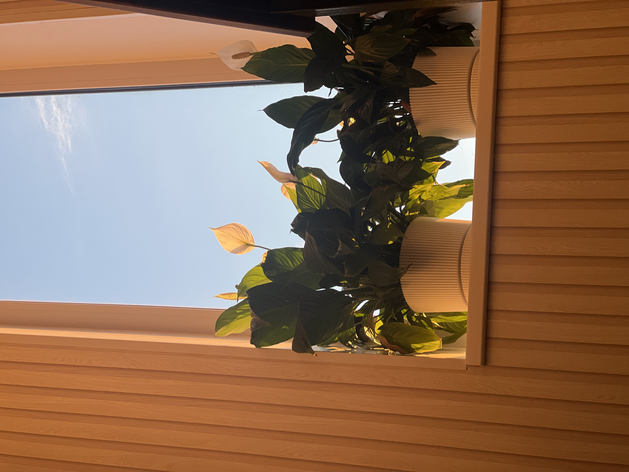 The image presents an upward-looking view of an indoor plant arrangement positioned near a window in Votkinsk, Russia. The primary subjects are several Peace Lily plants (Spathiphyllum) with their characteristic dark green leaves and at least one prominent white, boat-shaped spathe with a spiky spadix. These plants are potted in textured, cylindrical white planters, which appear to be resting on a wide window sill or a custom shelf.
Through the clear glass of the window, a bright, serene blue sky dominates the upper left portion of the frame, marked by a single, wispy white cloud. The strong natural light indicates it is daytime, likely a sunny morning or afternoon, as evidenced by the bright illumination on the plant leaves and the warm glow on the surrounding wooden surfaces. Some of the younger plant leaves show a lighter green hue, reflecting the sunlight.
The window itself is framed by light-colored wooden borders. Adjacent to the window, the interior wall or ceiling is covered in horizontal wooden slat paneling, showcasing a light to medium brown wood grain. This paneling extends throughout the visible interior space, contributing to a warm and natural aesthetic. No people are visible, nor is any text present in the image. The scene conveys a sense of peaceful domesticity, with nature brought indoors and bathed in clear daylight.