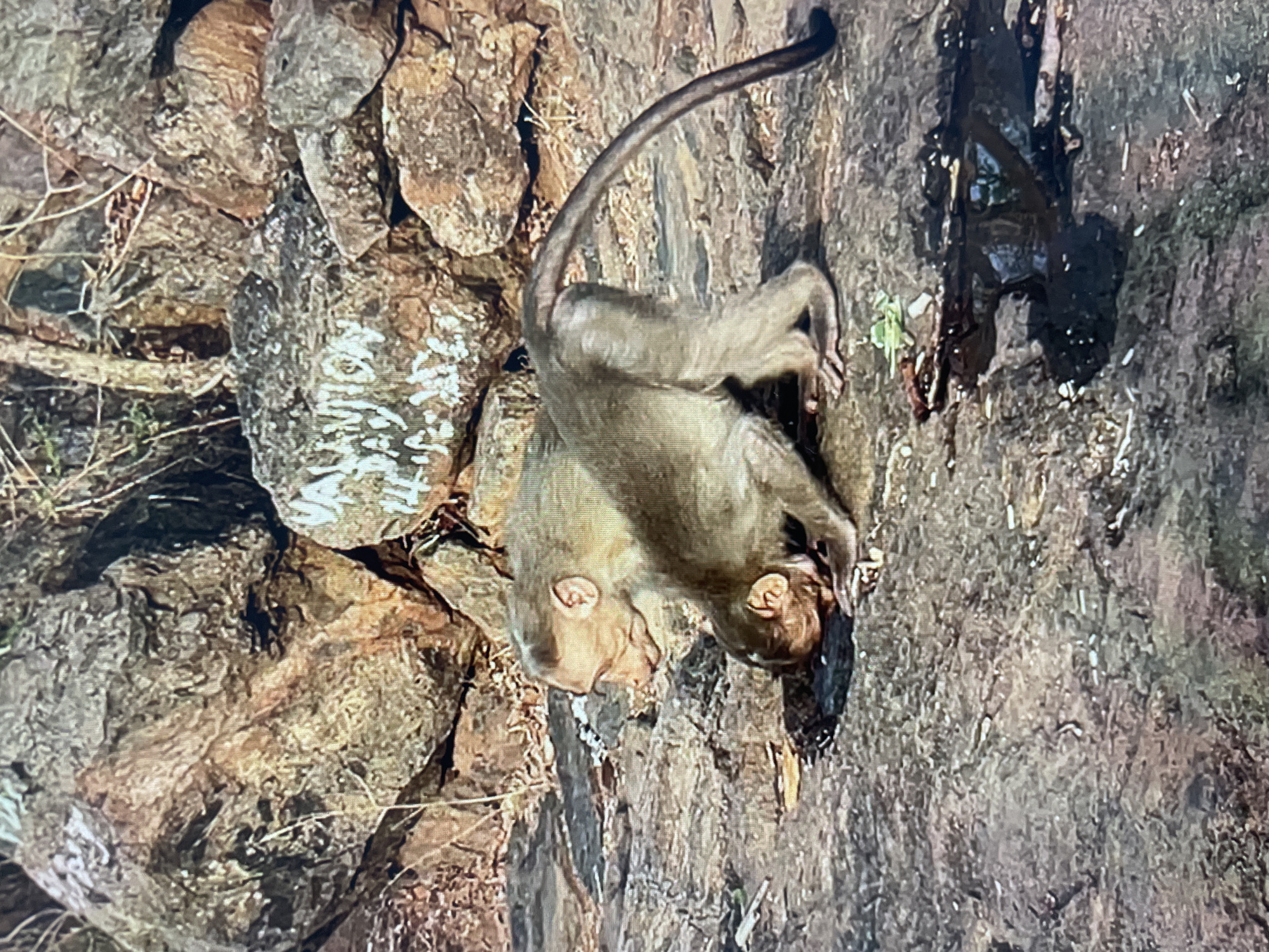 Two monkeys cling to a rocky cliff face. The rock is rough with visible weathering and some white markings. Patches of vegetation are sparsely present. The location is Perumbakkam, India.