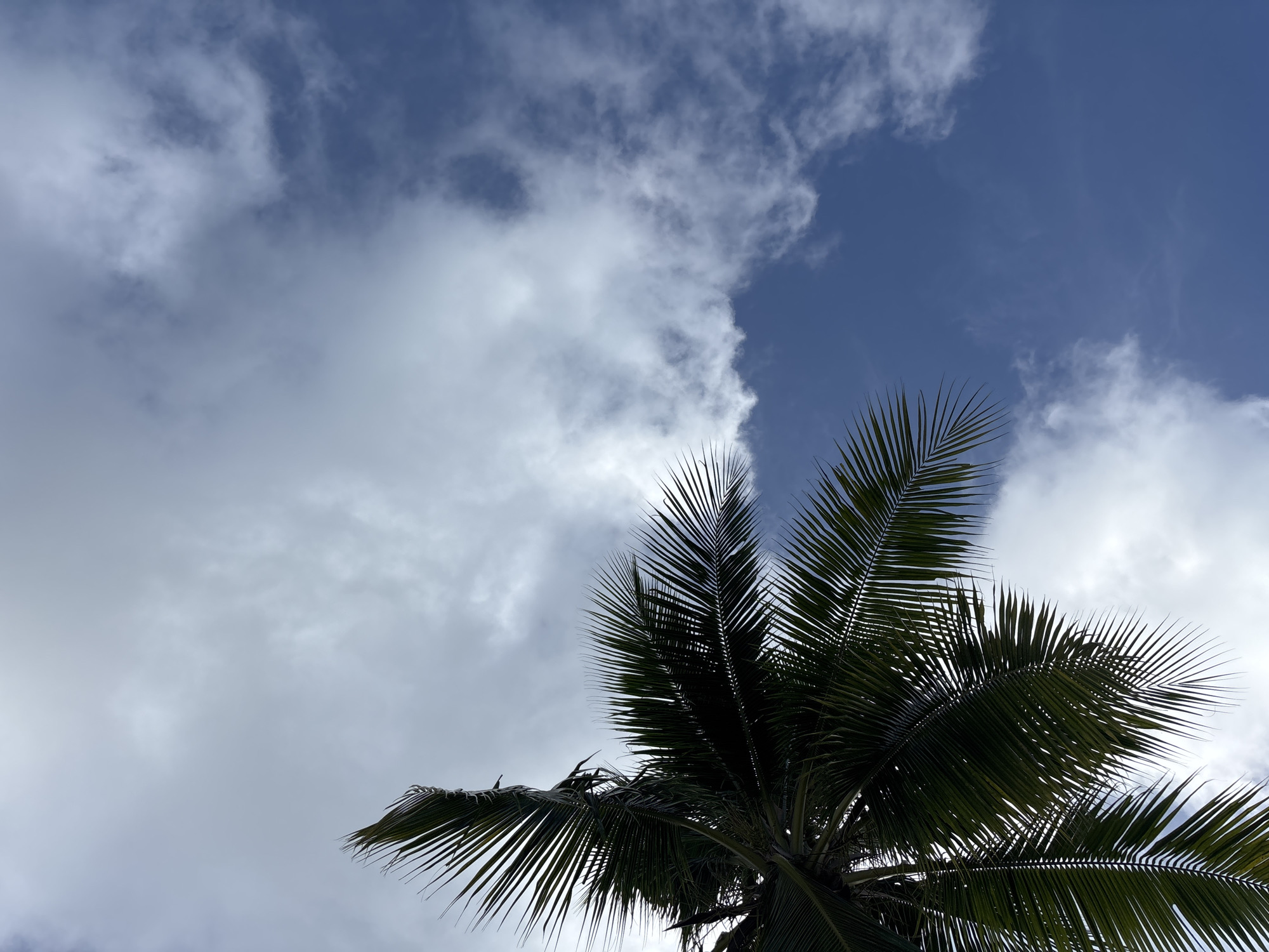 This is a low-angle shot of a palm tree against a blue sky with scattered white clouds. The fronds of the palm tree are dark green and fill the left side of the frame, reaching upwards. The sky is a vibrant blue, with wispy white clouds creating texture. The scene is outdoors, likely in a tropical or subtropical environment. The image appears to have been taken in Chalong, Thailand, based on the provided context. There are no people or actions depicted in the image.