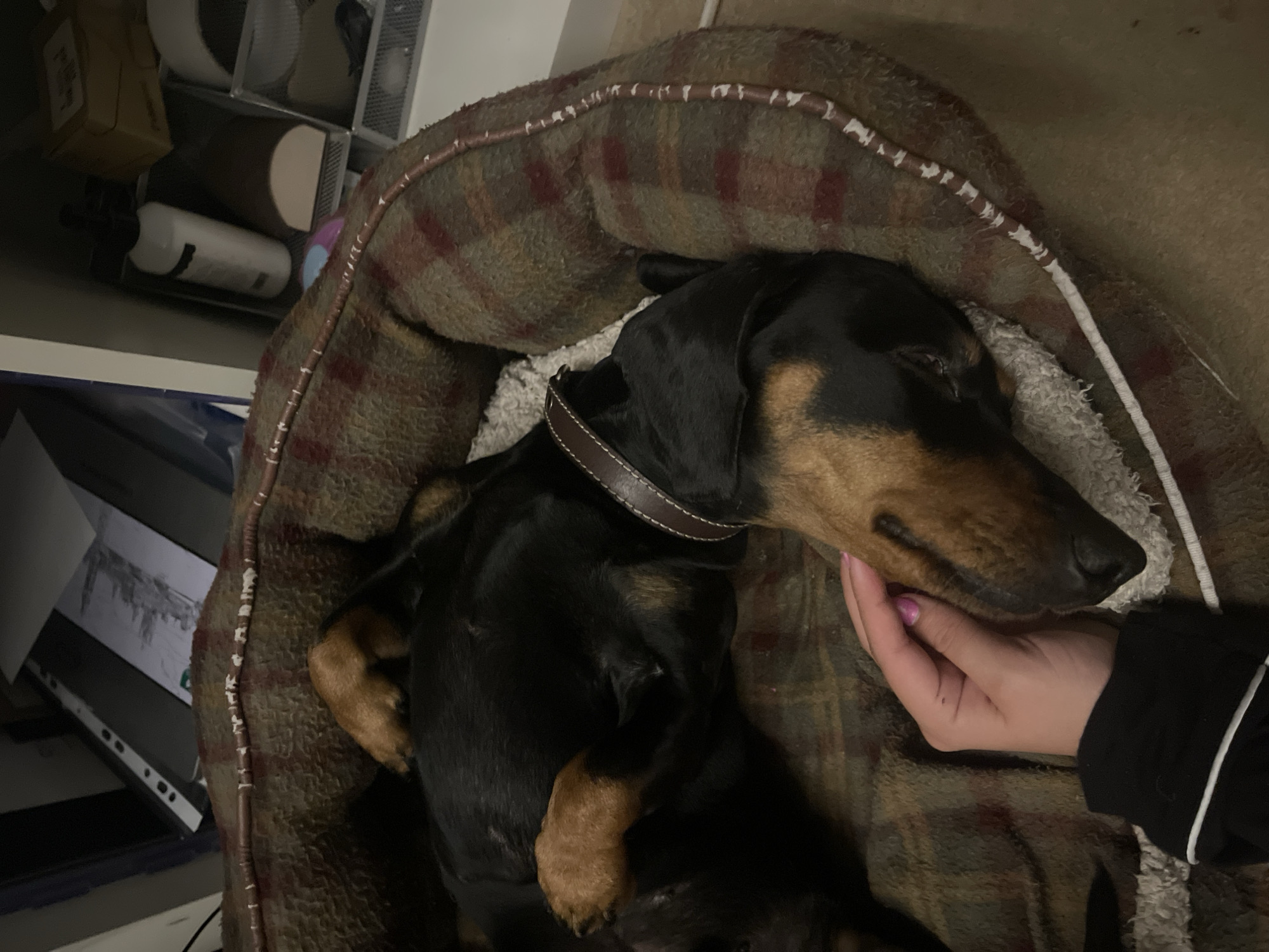 A dachshund is lying in a brown and tan plaid dog bed with a cream-colored plush lining. The dog is black with tan markings on its head and paws and is wearing a brown collar. A person's hand with pink nail polish is gently touching the dog's head. Part of a white shelf with various items is visible in the upper left corner of the image. A black cable is coming from the bed in the bottom-left corner. The location is Maidstone, United Kingdom.