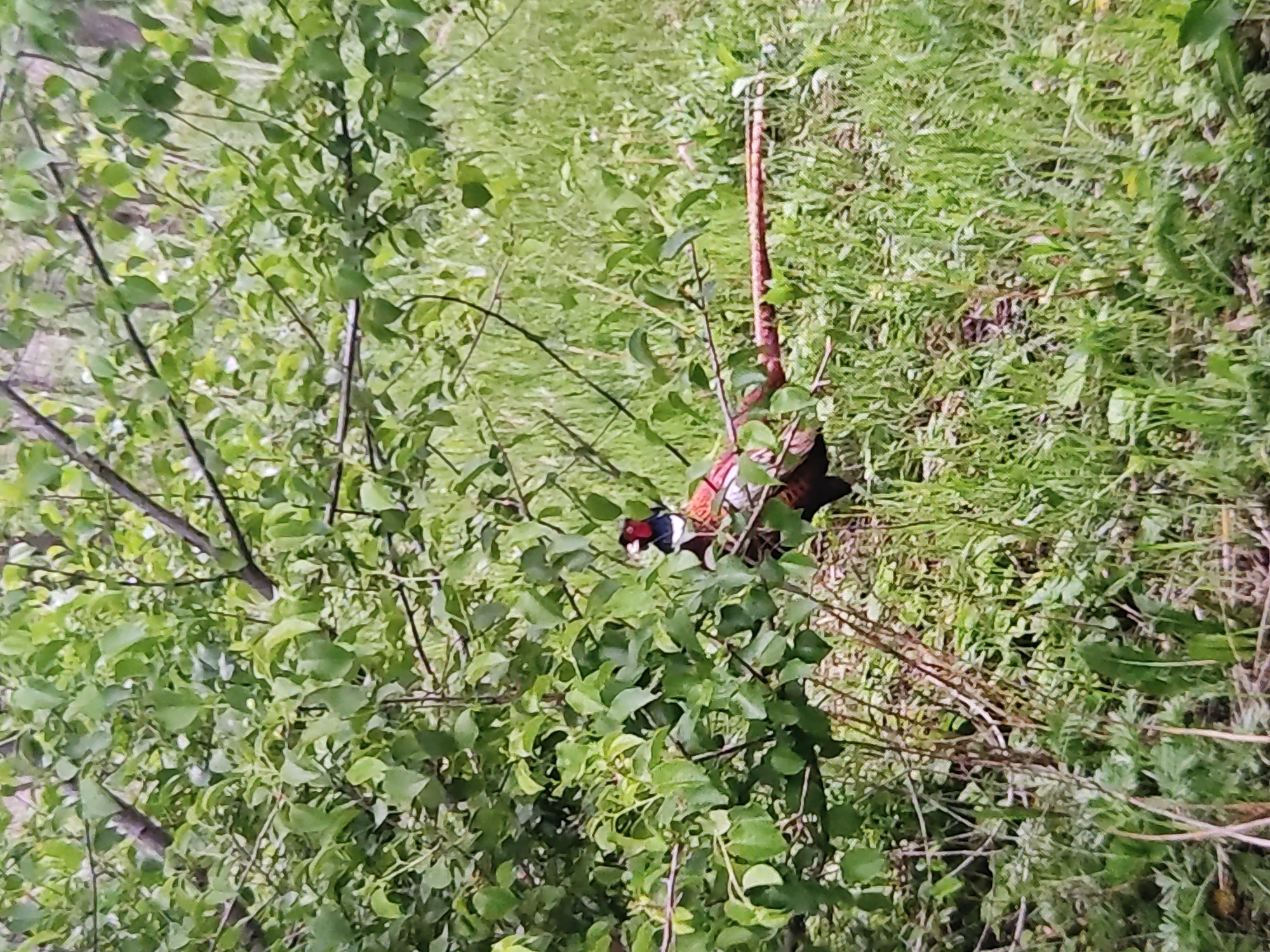 A pheasant stands among lush green foliage in an outdoor environment, possibly a park or natural area in Marianivka, Ukraine. The bird, with its distinctive dark and reddish-brown plumage, is partially obscured by the leaves and branches of the surrounding vegetation. The ground is covered in a dense layer of green grass and smaller plants, suggesting a natural, untamed setting. The lighting indicates it is daytime, with soft natural light filtering through the leaves, creating a dappled effect. The image is captured at a medium distance, focusing on the pheasant as the primary subject within its natural habitat.
