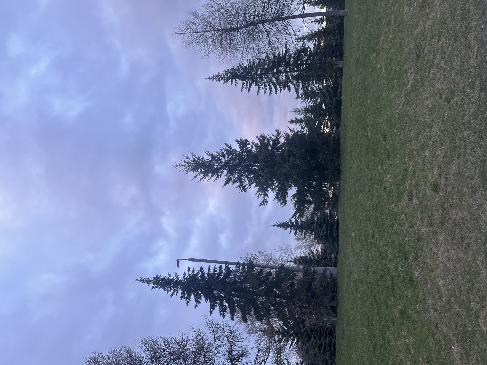 The image depicts a park scene in Moscow, Russia. The foreground consists of a green grassy area that slopes upward. Evergreen trees are interspersed along the edge of the grass, their dark green foliage contrasting with the lighter green of the grass. A bare tree with thin branches is visible among the evergreens. In the background, a gray-blue sky filled with soft, diffuse clouds provides a muted backdrop. A lamppost is present near the bottom center, partially obscured by the trees.