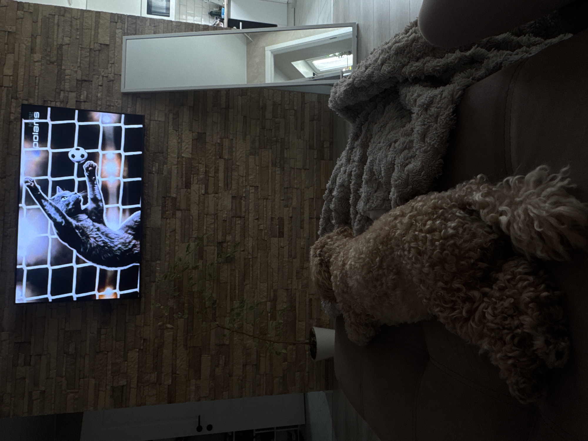 The image depicts an indoor scene, likely a living room, characterized by a textured stone wall as a backdrop. A flat-screen television is mounted on this wall, displaying a humorous image of a cat appearing to play soccer, complete with a ball and a net. To the right of the television, a tall, floor-length mirror stands, reflecting a doorway and part of another room. In the foreground, a light-brown, curly-haired dog is lying on a brown couch, partially covered by a gray, fluffy blanket. A small potted plant is visible near the wall between the television and the dog. The overall lighting suggests it is evening or nighttime, with the television screen providing a primary light source. The scene does not contain any elements that place it specifically in Saratov, Russia.