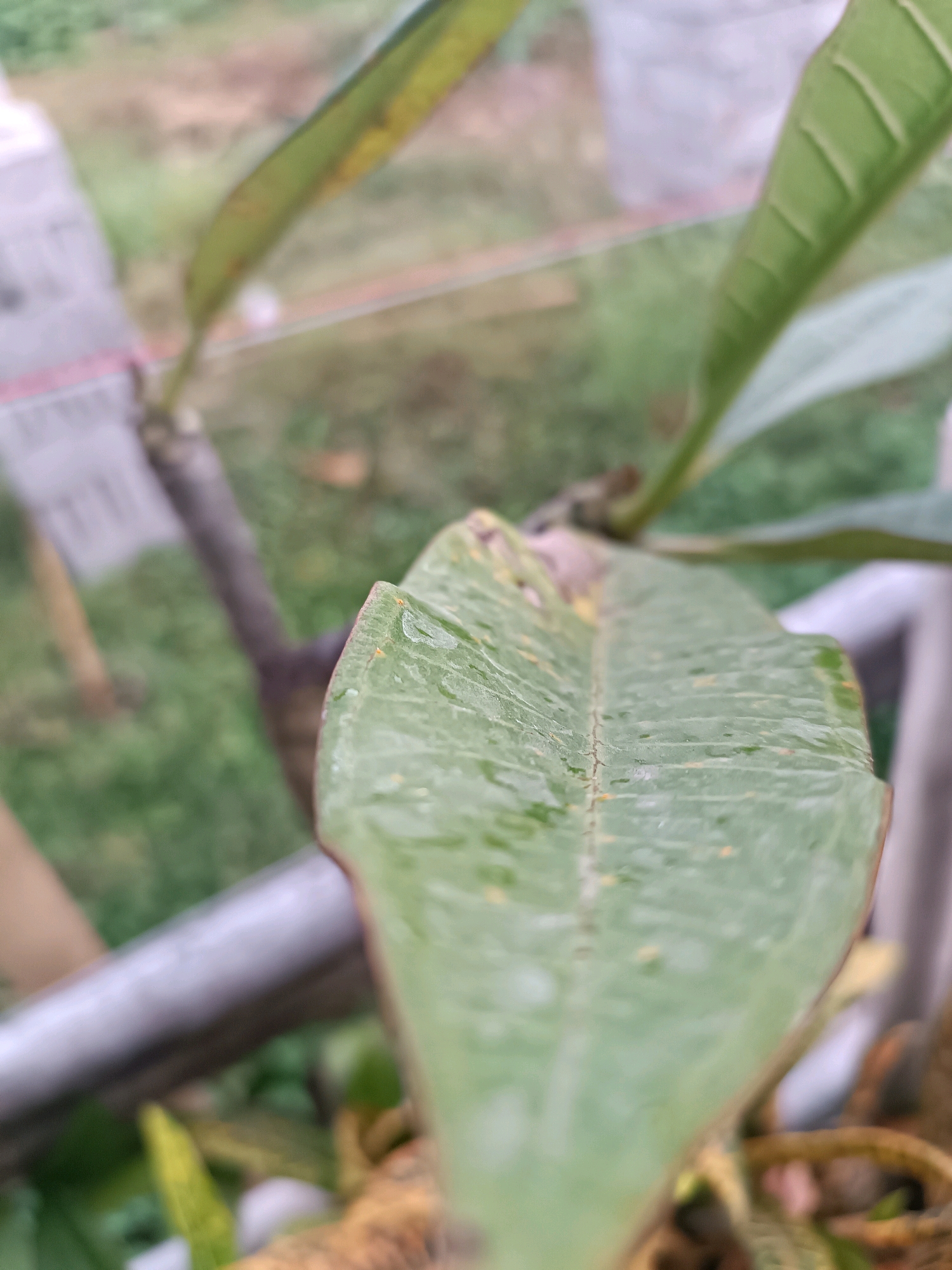 The image shows a close-up of a light green leaf, with visible veins and some yellow spots, suggesting it might be affected by a disease or nutrient deficiency. The leaf is slightly curled upwards, and water droplets are present on its surface. The background is out of focus, showing a blurred green foliage and a metal railing. The overall impression is that of a plant in an outdoor setting, possibly a garden or a balcony, in Tabanan, Indonesia. The soft lighting and shallow depth of field emphasize the texture and details of the leaf.