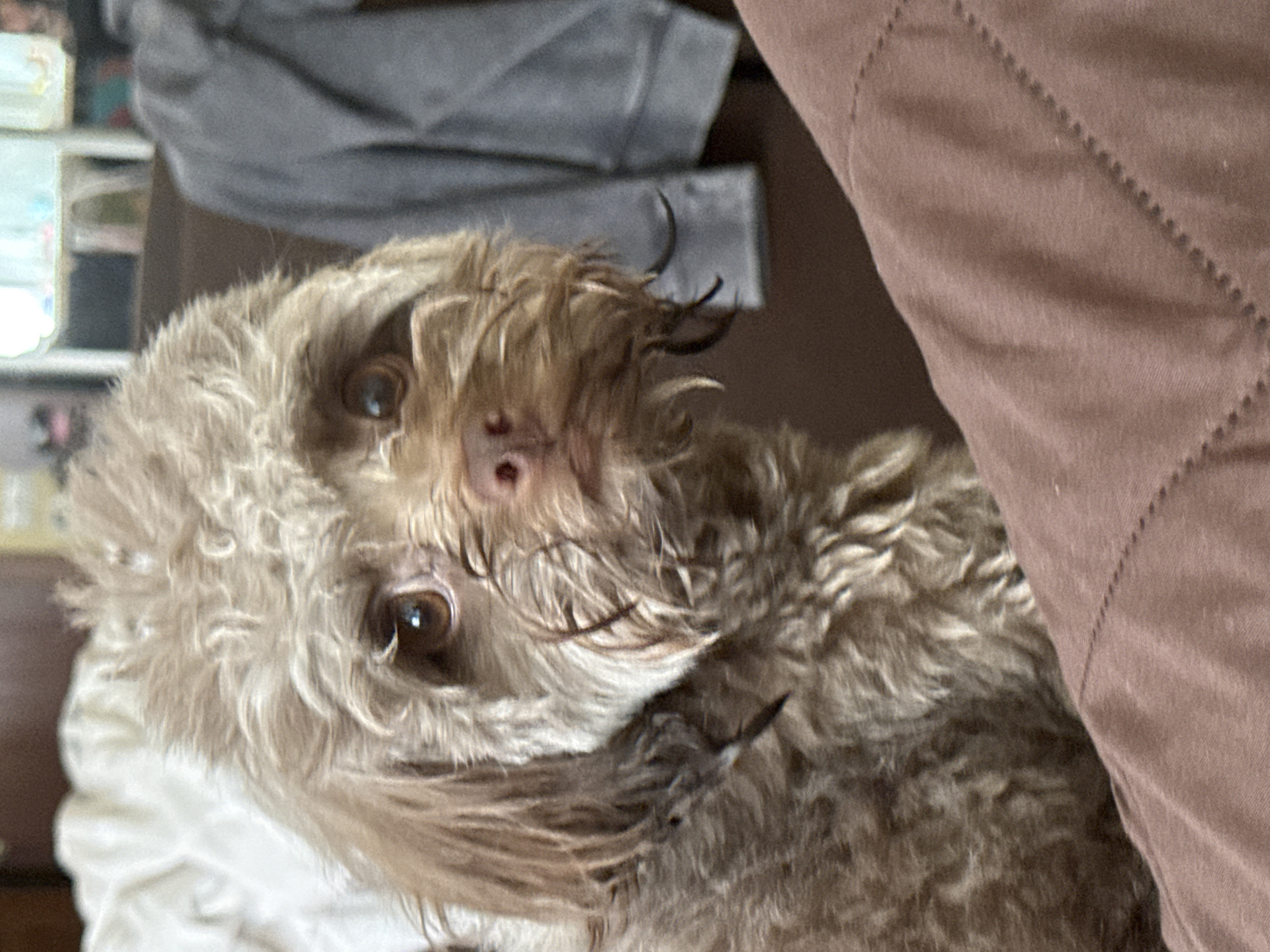 A close-up, indoor shot shows a small, light brown, fluffy dog with a wet coat, looking directly at the camera. The dog's fur is slightly matted around its face and ears. Its eyes are brown and wide, and its nose is a dark pink. The background is softly blurred, with hints of furniture, a grey garment on the right, and a white blanket on the left. The dog is positioned in the foreground, resting on a brown blanket or cushion. The image does not contain any information to determine its location in the city of Khimki, Russia.