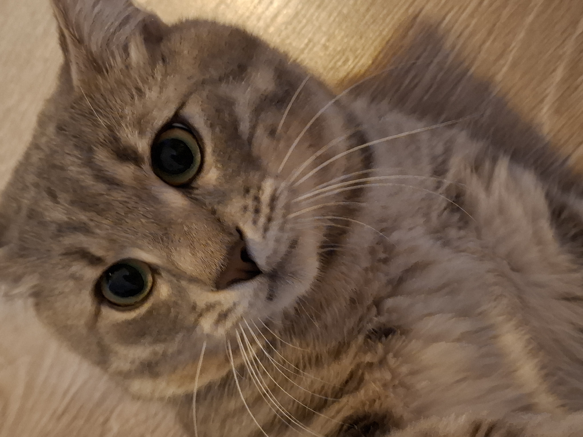 A close-up, eye-level shot shows the head of a tabby cat lying down on a wooden floor. The cat's fur is a mix of gray, brown, and cream stripes. Its large, green eyes are wide open and looking directly at the camera, with black pupils. Long, white whiskers extend from its muzzle. The background is a blurred, light brown wooden surface.