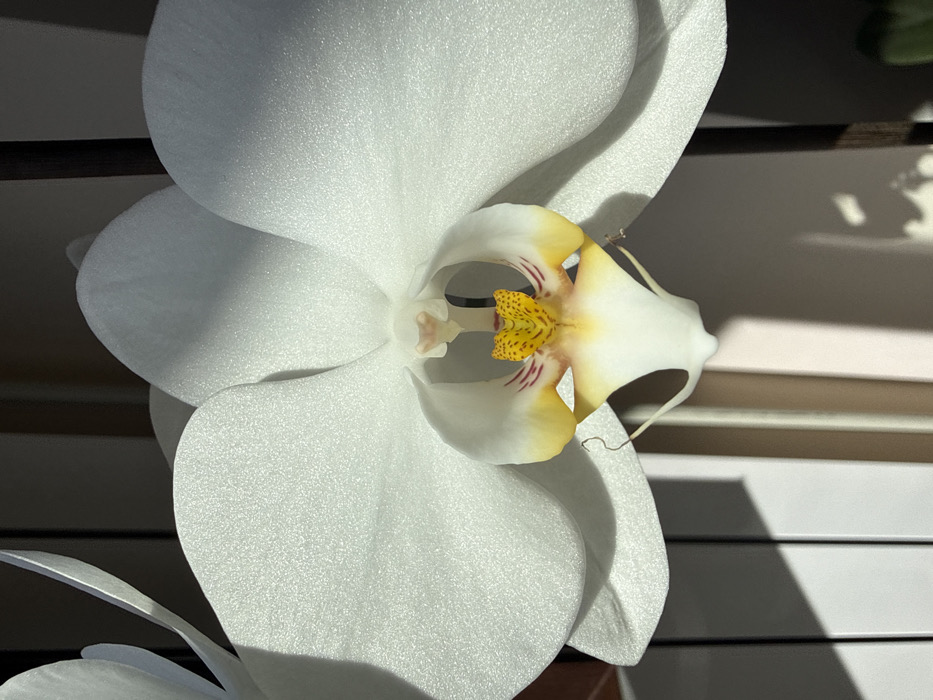 A close-up photograph depicts a single white Phalaenopsis orchid bloom. The petals are matte white with a fine granular texture, illuminated by direct sunlight which casts distinct shadows across their surfaces and onto the background. The orchid's central labellum features a prominent yellow and orange pattern with red-purple striations, transitioning to white at its base. A thin, dark, curled filament extends from the lower right portion of the labellum. A partial white petal from an adjacent bloom is visible on the far left. The out-of-focus background displays vertical elements: dark lines against a lighter vertical surface on the left, and a solid dark brown vertical element on the right. Strong, angular shadows are cast on the background, consistent with natural light entering an indoor space. The specific location within Sofia, Bulgaria, is not discernible from the image content. No individuals, animals, or explicit actions are visible within the frame.