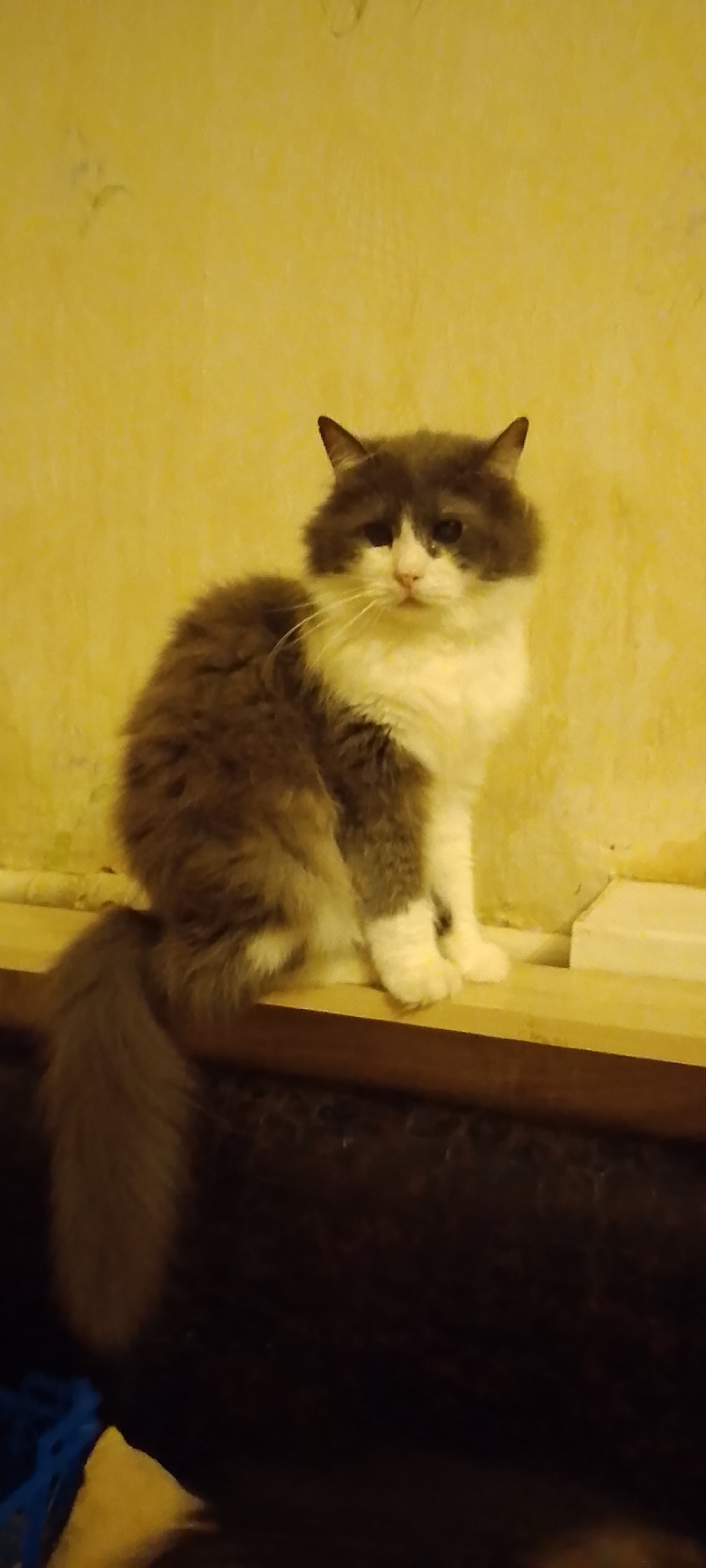 A medium shot, taken from a slightly low angle, captures a fluffy grey and white cat sitting on a wooden surface. The cat is positioned in the center of the frame, facing forward with its tail curled to its left. Its fur is long and appears well-groomed, with distinct grey markings on its back and head, contrasting with a white chest, muzzle, and paws. The cat's eyes are visible and appear to be looking directly at the camera.
The background consists of a textured, pale yellow wall. To the right of the cat, a white rectangular object is partially visible, possibly a shelf or a wall fixture. The wooden surface the cat is sitting on has a grain pattern and appears to be a plank of wood. Below this plank, the scene becomes darker, with hints of dark brown and blue objects, potentially indicating furniture or other household items.
There is no indication of the specific location within the city of Belgorod, Russia, in the image itself. The scene appears to be indoors, possibly in a home environment. The lighting is dim, casting a warm, yellowish hue over the entire image.
