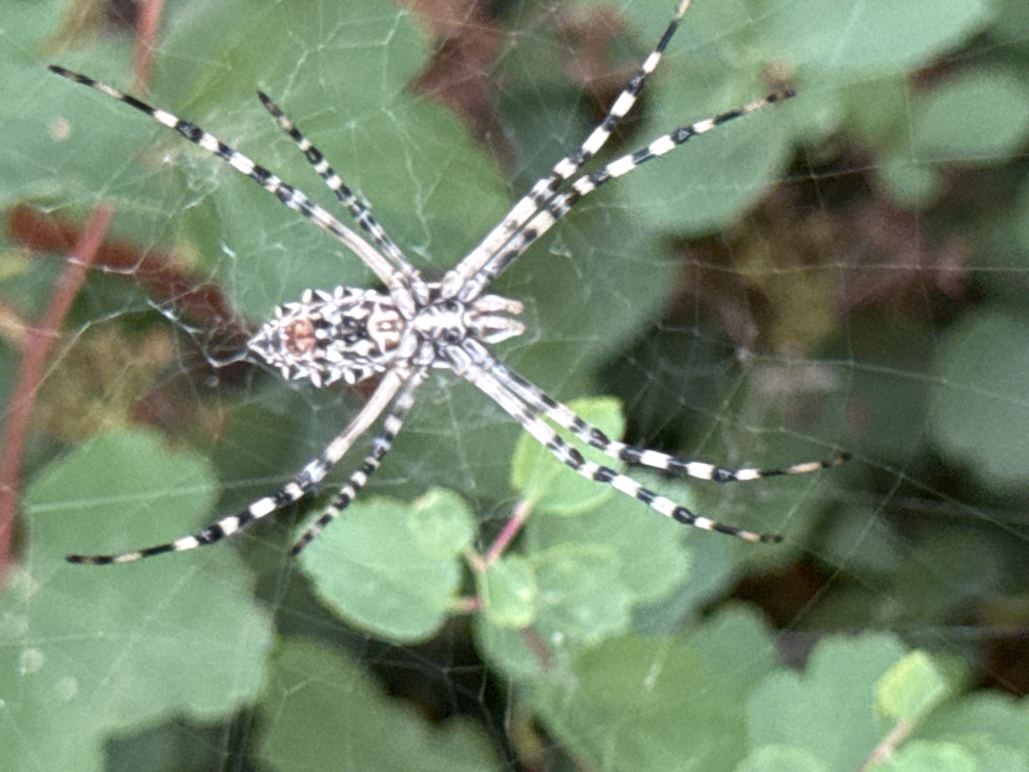 An adult female Black and yellow garden spider (Argiope aurantia) is centrally positioned on its web amidst green foliage. The spider's abdomen displays a distinctive pattern of yellow and black stripes. Its legs are long and slender, also marked with alternating black and white bands. The web is finely constructed and attached to plant stems and leaves. The background consists of blurred green leaves and some reddish-brown elements, likely stems or other plant parts. The lighting appears natural, suggesting an outdoor environment. The image is a close-up shot, focusing on the spider and its immediate surroundings. No human presence or structures are visible, and there is no indication of the specific location within Elista, Russia, beyond the general outdoor natural setting.