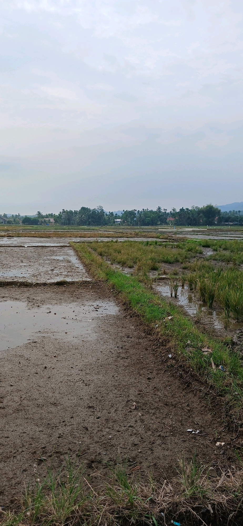 The image depicts a rural landscape in Glumpangpayong, Indonesia, likely a rice paddy field. The foreground is dominated by muddy ground, with some patches of standing water. A thin strip of green grass runs along the edge of a defined path or boundary in the field. Further into the image, there are more sections of the rice paddy, some with water and some appearing to be recently plowed or prepared for planting, with remnants of harvested rice stalks visible. In the background, a line of lush green trees forms a dense border, with houses and buildings interspersed among them, suggesting a small village or settlement. Beyond the trees, the horizon is marked by a hazy sky with scattered clouds, and faint outlines of hills or mountains can be seen in the distance. The overall scene conveys a sense of agricultural activity and a natural, undeveloped environment. There are no people or animals visible in the frame.