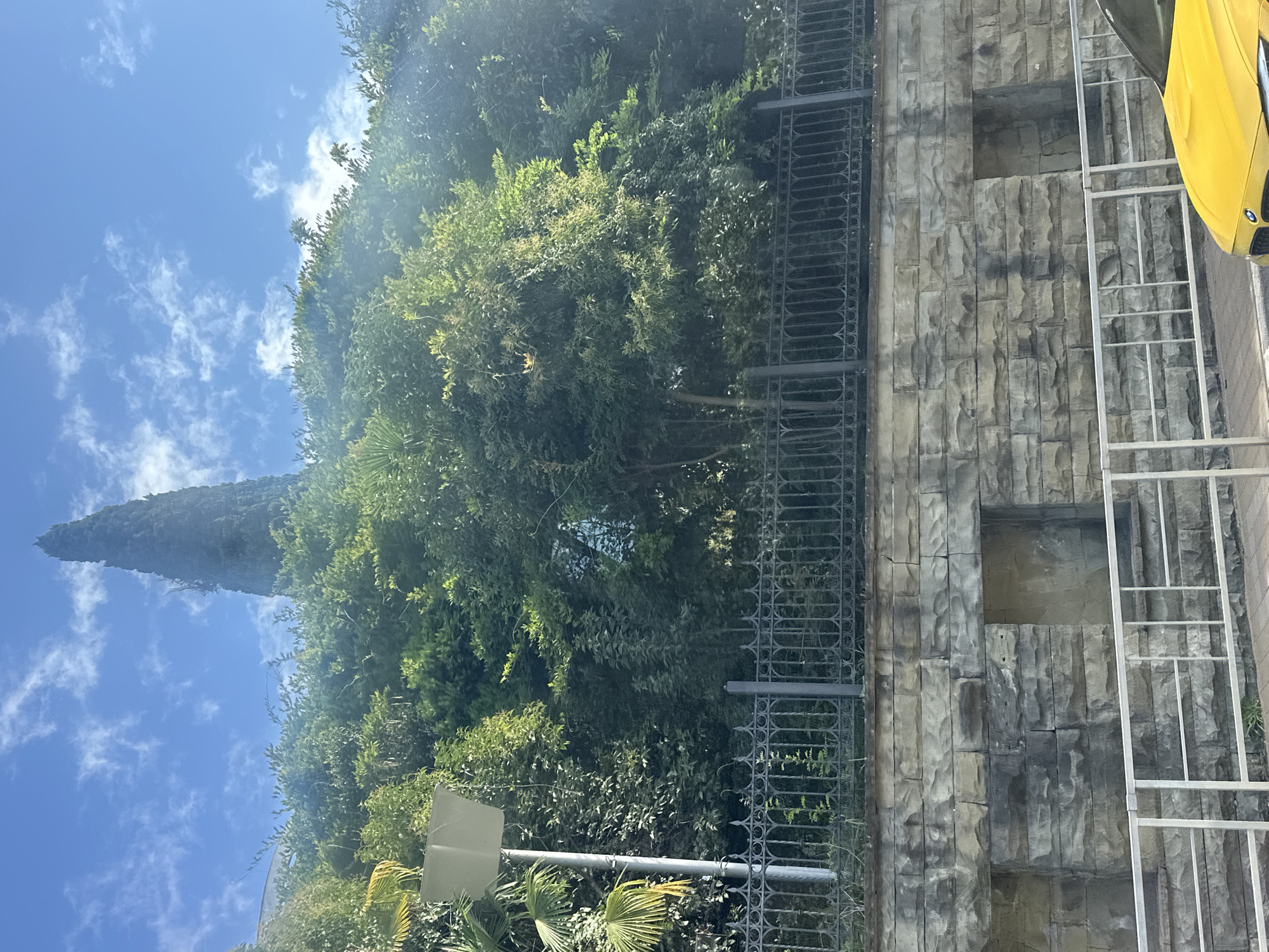A tall, slender cypress tree dominates the skyline above a lush hillside covered in dense green foliage. A bright blue sky with scattered white clouds stretches above. In the foreground, a weathered stone wall with two recessed alcoves runs horizontally across the image. A black wrought-iron fence separates the wall from the greenery. A lamppost with a square white shade stands to the left, partially obscured by palm fronds. The bottom right corner shows the hood of a bright yellow car. This scene appears to be located in a park or a residential area, possibly on a slope overlooking a road. This image was taken in Sochi, Russia.