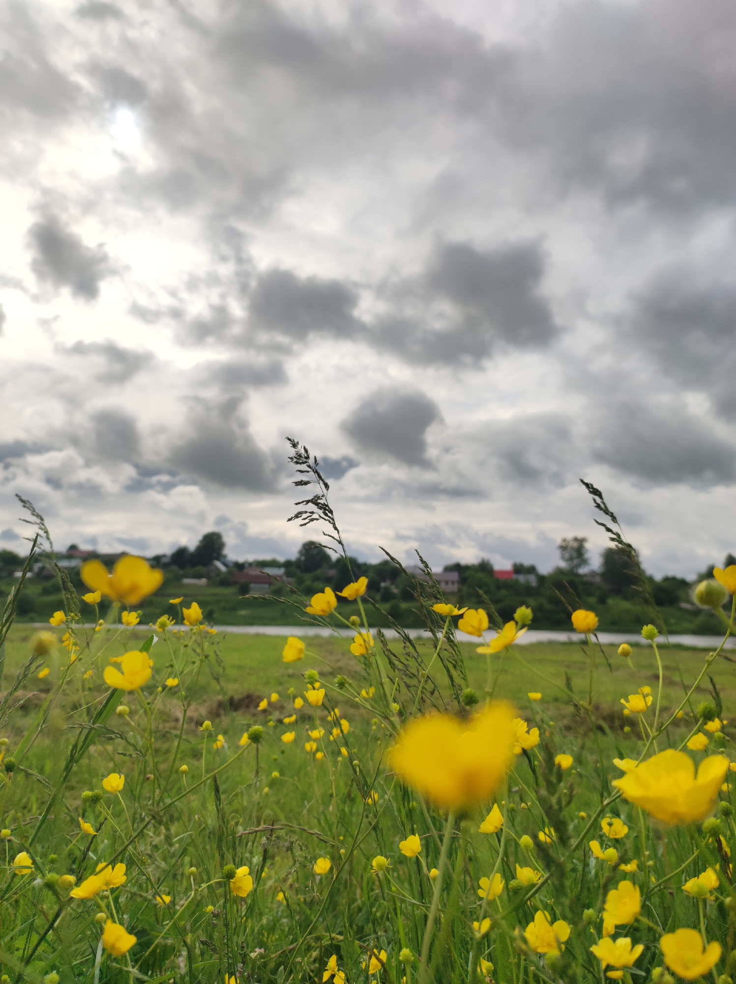 The image presents a rural landscape in Фоки, Russia, characterized by a vibrant natural setting under a dramatic, overcast sky. The foreground is filled with a lush green field abundant with small, bright yellow wildflowers, likely buttercups, and scattered taller stalks of grass. Some of these flowers are sharply focused, drawing the eye, while others closer to the camera are softly blurred, contributing to a sense of depth.
Beyond the immediate field, a strip of green land leads to a tranquil body of water, possibly a river or lake, that stretches across the midground. In the distance, a small village is visible, with several houses, some featuring reddish roofs, partially obscured by trees and foliage along the water's edge.
The sky is a dominant element, heavily laden with voluminous dark grey clouds that cover almost the entire upper half of the image. A brighter area in the upper left suggests sunlight attempting to break through the dense cloud cover, indicating an overcast daytime. The overall impression is one of a serene, albeit potentially somber, day, perhaps before a rain shower. No people or specific activities are depicted, and there is no visible text.