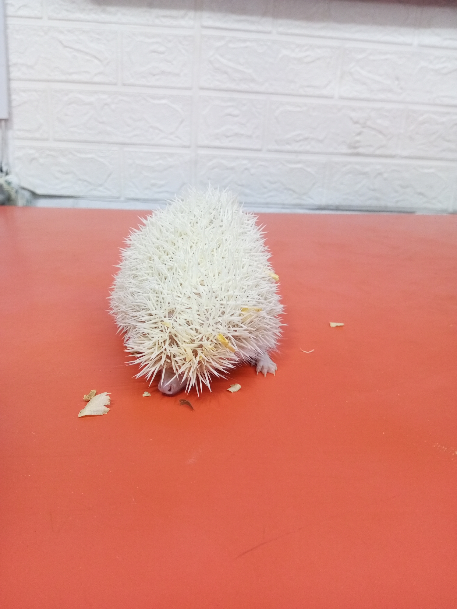 A white hedgehog sits on a red surface. Crumbs of food are scattered around it. The background features a white brick-patterned wall. This scene is in Tinaquillo, Venezuela.