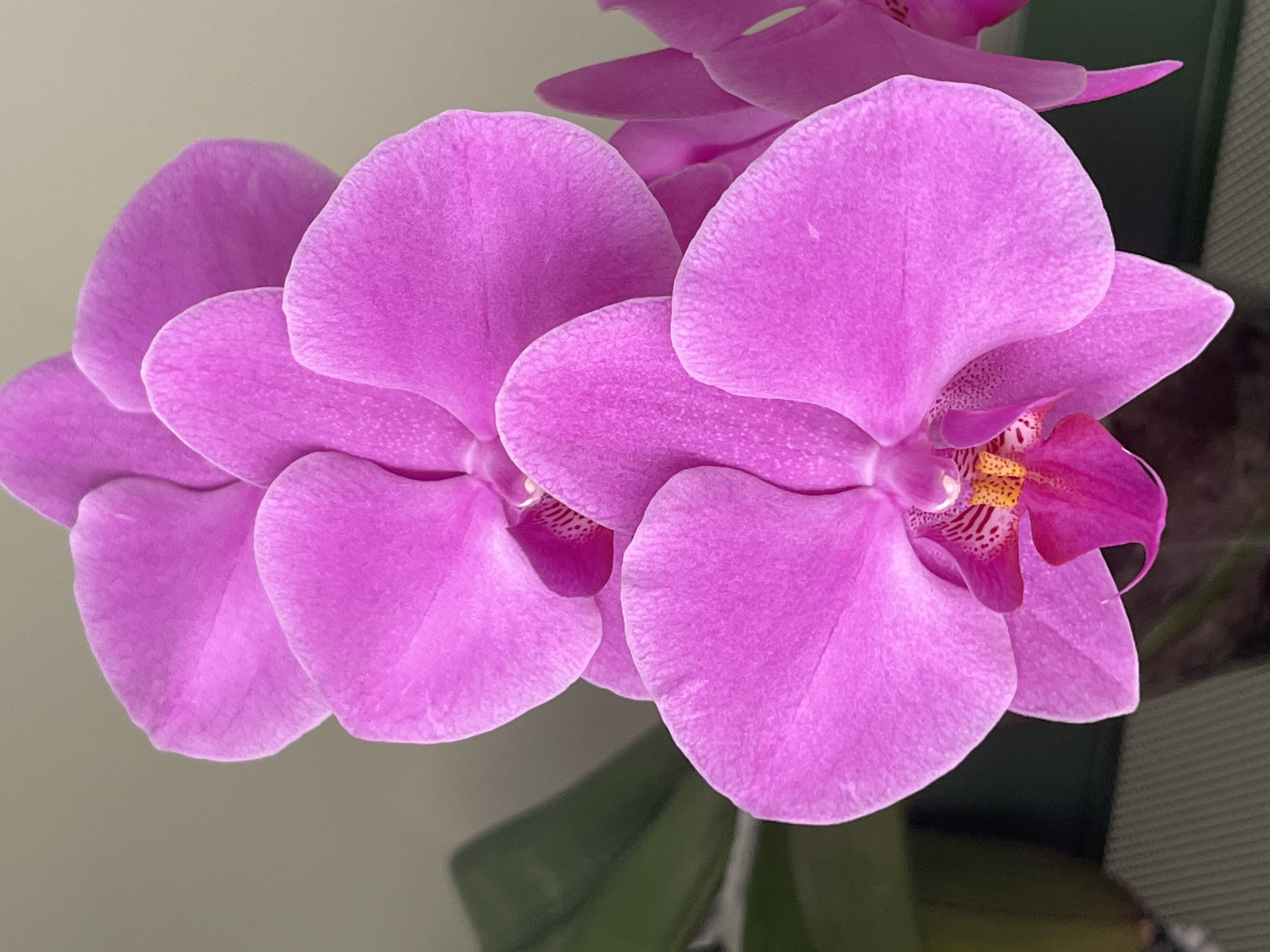 A close-up, overhead shot captures a cluster of vibrant fuchsia-pink orchids against a muted, light brown background. The flowers are in full bloom, with layers of delicate, velvety petals overlapping each other. The central part of the flowers reveals intricate patterns of yellow and pink stamen, adding a pop of contrasting color. Green foliage is visible in the blurred background to the left, suggesting a plant setting. The lighting is soft and even, highlighting the textures and colors of the petals. The scene appears to be indoors, given the neutral background and controlled lighting. There are no people or any other discernible objects or actions depicted in the image.