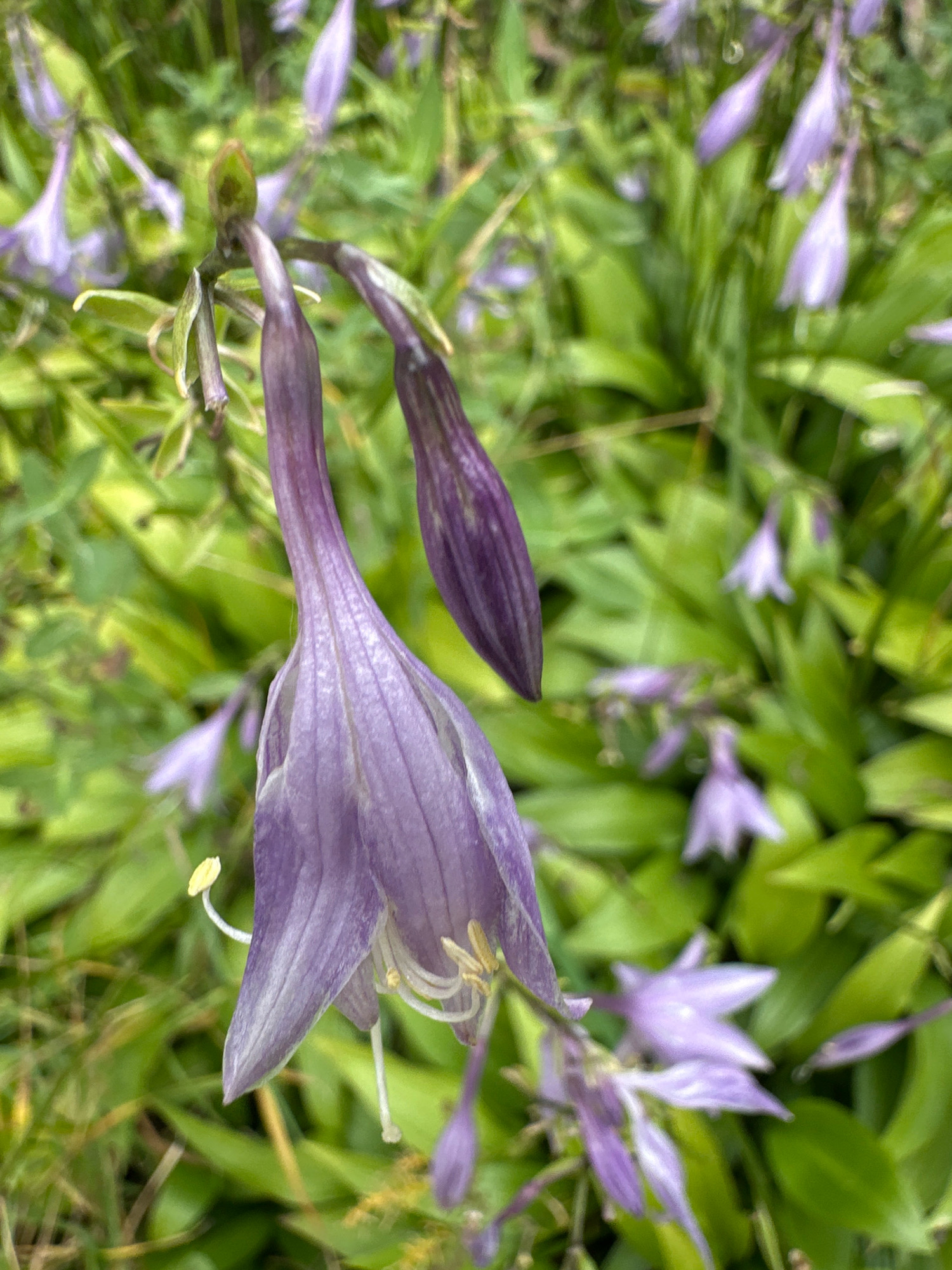 The image shows a cluster of purple hosta flowers blooming in a garden. The flowers are bell-shaped and hang downwards from the stem. The background is filled with lush green hosta leaves, creating a dense foliage. The lighting suggests it might be a cloudy day, with soft, diffused light. The scene is located in the city of Vidnoye, Russia, suggesting a natural or cultivated outdoor environment. There are no people or animals visible in the image. The focus is on the intricate details of the flowers and leaves, with a shallow depth of field blurring the background elements.