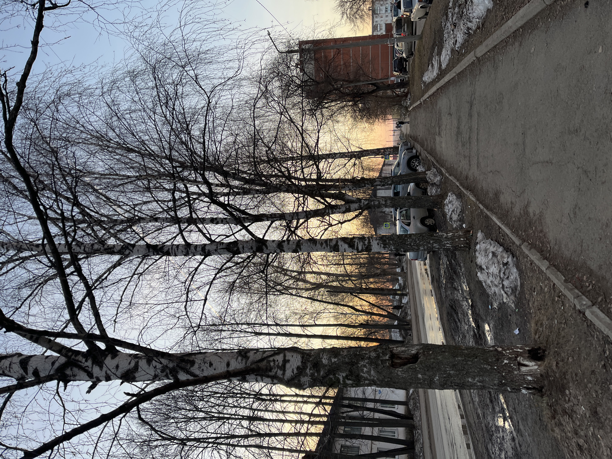 A vertical shot captures a street in Chaikovsky, Russia, lined with birch trees devoid of leaves. The trees are positioned between a sidewalk and a street with parked cars. A brick building is visible in the background, along with the warm colors of a setting sun peeking through the trees. Residual snow patches are present along the sidewalk. The sidewalks and street appear wet, and the lighting suggests it is either dawn or dusk.