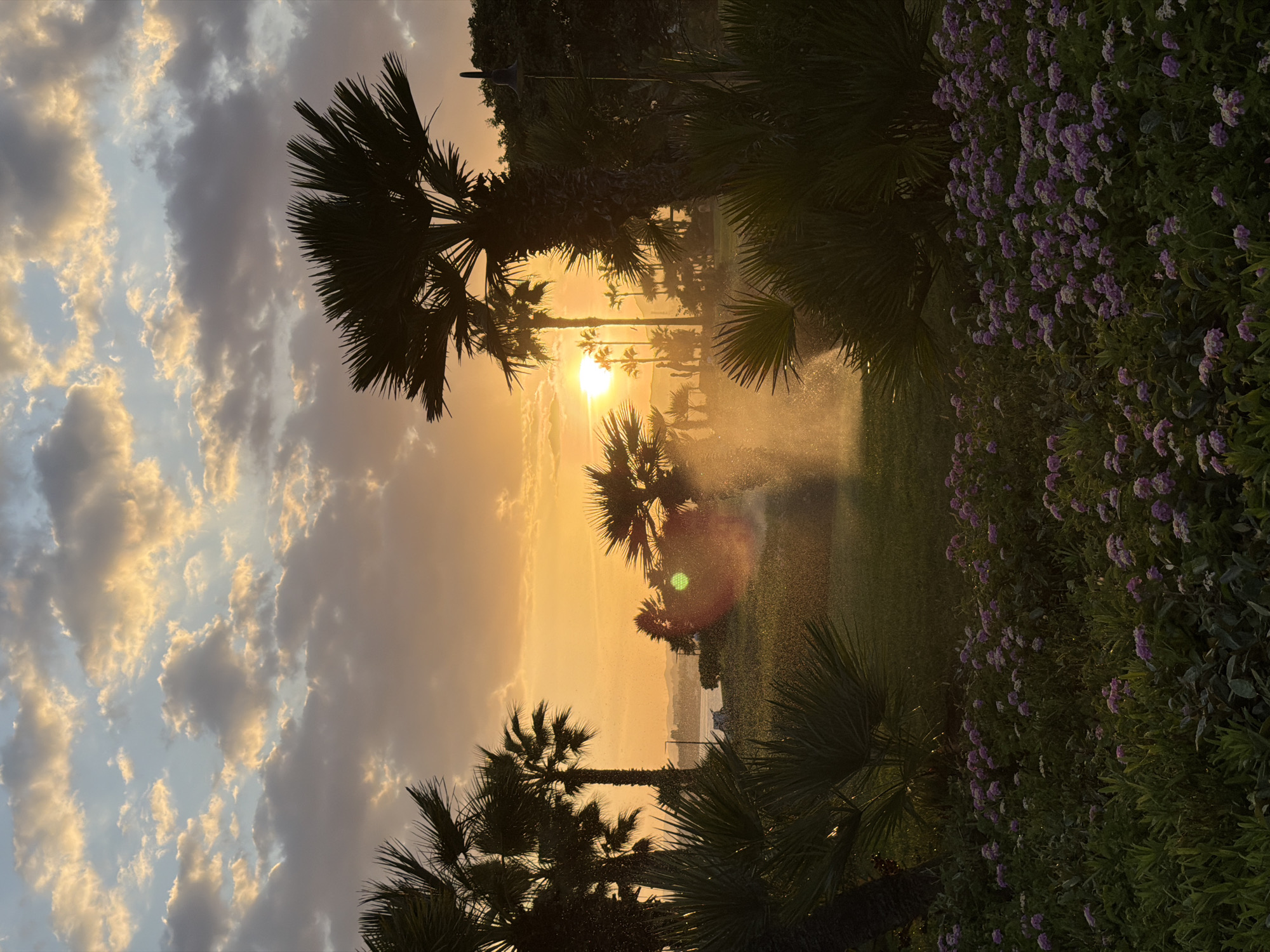 The image depicts a garden landscape during sunset, likely in Estepona, Spain, given the presence of palm trees and a coastal view in the distance. The sun, a bright orb, is low on the horizon, casting a warm, golden-orange glow across the sky and clouds. Palm trees are silhouetted against the sky, their fronds dramatically shaped by the low-angle light. In the mid-ground, a sprinkler system is in operation, creating a misty spray that catches the sunlight, resulting in a lens flare effect. The foreground is filled with lush green foliage and a bed of small, purple flowers. The overall atmosphere is serene and tropical. There are no visible people in the image.