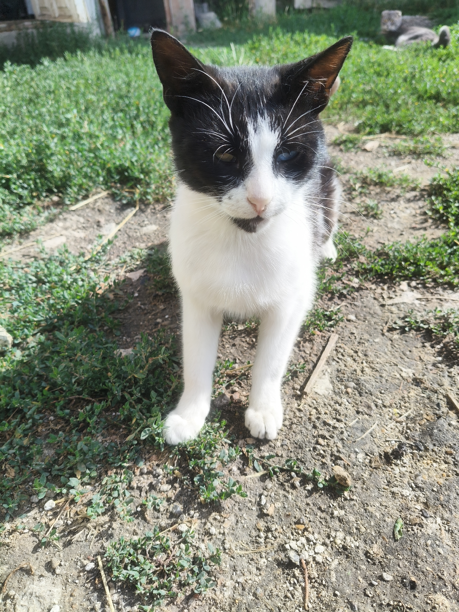 A black and white cat with heterochromia, one blue eye and one green eye, stands on a dirt path surrounded by green vegetation. The cat is facing the camera with its body angled slightly to the left. Its front paws are positioned close together. In the background, out of focus, is a blurry grey cat lying on the grass. The environment appears to be an outdoor, rural setting, possibly a backyard or a less maintained area. The overall scene is well-lit by natural sunlight.