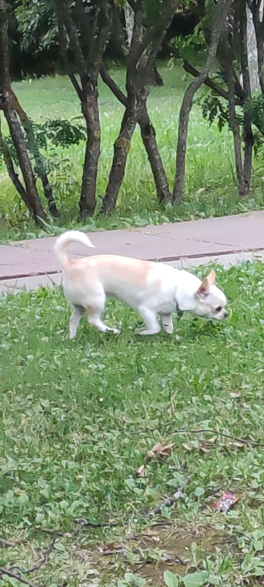 A light-colored chihuahua, with a tan patch on its back, is walking on green grass near a paved walkway. The dog is facing to the right and appears to be sniffing the ground. In the background, there are several trees with visible trunks and some foliage. The scene is outdoors and appears to be in a park or garden setting. The image is a photograph taken from a slightly elevated angle, looking down on the dog. There is no indication of the specific location within the city of Rosinka, Russia, beyond it being an outdoor environment.