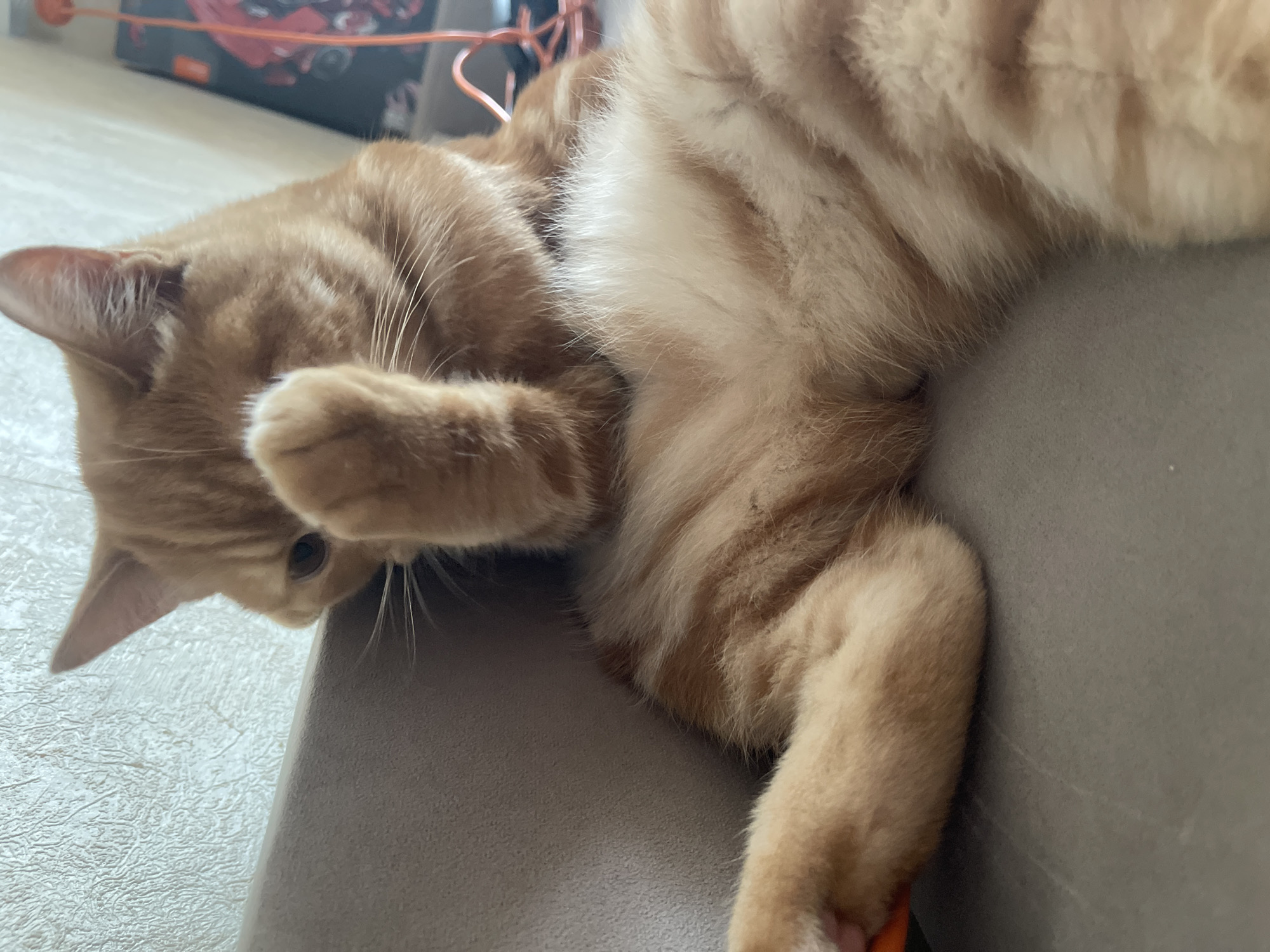 An orange tabby cat is lying on a sofa, partially covering its face with its paw. The cat's fur is a mix of orange and white stripes, and its eyes are visible through its paws. The background is blurred, but appears to be a room with a textured wall and some objects on a shelf. The image was taken in the city of Kommunarka, Russia.