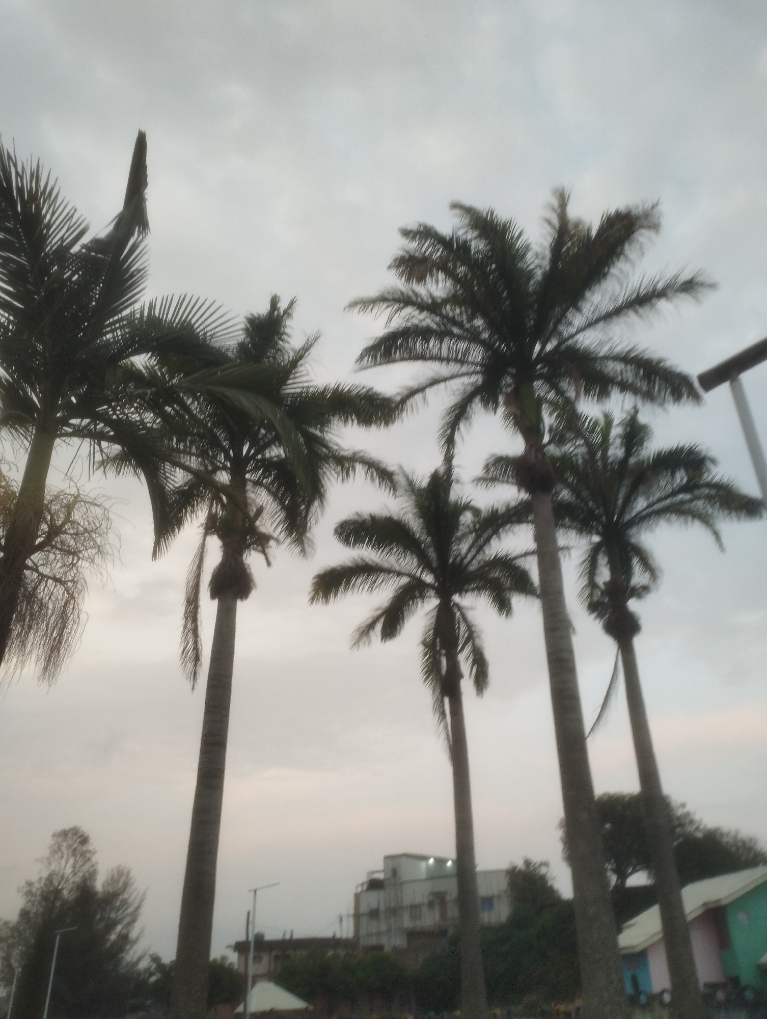 The image captures a cluster of tall palm trees silhouetted against an overcast sky, suggesting an early morning or late afternoon setting. The palm trees are the dominant feature, with their fronds creating a dense canopy. In the background, several buildings are visible, hinting at an urban or suburban environment. Among the buildings, one appears to be a multi-story structure with windows, and to its right, a smaller, brightly colored building, possibly a home or shop, with a green and pink facade is partially visible. Streetlights are also present, indicating infrastructure typical of a populated area. The presence of palm trees and the architectural style of the buildings suggest a location in Jos, Nigeria.
