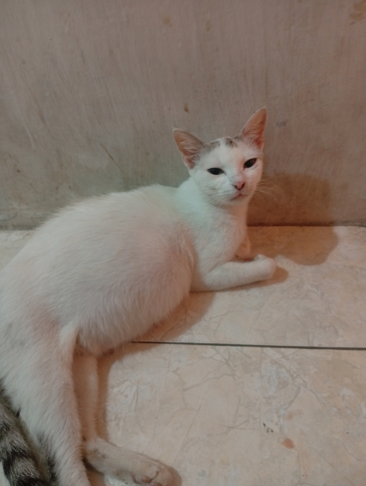 A white cat with grey markings on its head is lying on a tiled floor in front of a light-colored wall. The cat is facing the camera with its eyes partially closed and its mouth slightly open. Its body is mostly white, with a grey and black striped tail visible on the left side of the frame. The floor tiles are a light beige color with a marble-like pattern. The wall behind the cat is a muted tone and appears to be textured. The lighting in the scene is soft, casting a shadow of the cat on the wall. This scene is located in Bajingjowo, Indonesia.