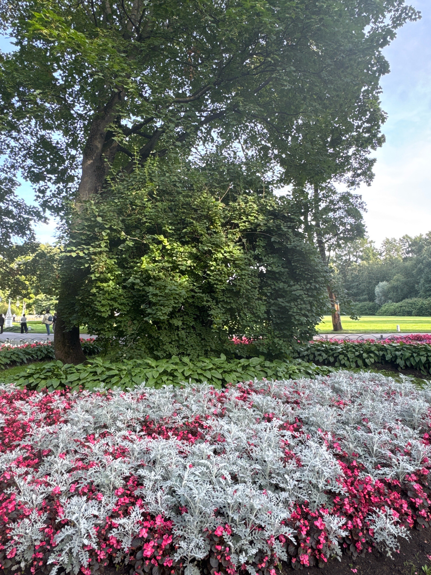 The image depicts a meticulously maintained flower bed in a park setting, likely in Saint Petersburg, Russia. The foreground is dominated by a dense planting of flowers, arranged in distinct layers. The front-most layer consists of bright pink, small-petaled flowers, interspersed with clusters of silvery-grey, feathery foliage plants. Behind these, a band of larger, dark green leafy plants forms a backdrop.
Further into the park, a large, mature tree with a thick trunk and dense green canopy stands prominently. To the left of this tree, several people are visible walking along a paved path. The path is lined with a low hedge and then another bed of pink and red flowers, creating a visual separation. Beyond the path, a neatly mown green lawn stretches into the distance, bordered by a line of trees. The sky above is a pale blue with scattered clouds, suggesting it is daytime. The overall impression is one of a well-kept, picturesque urban park.