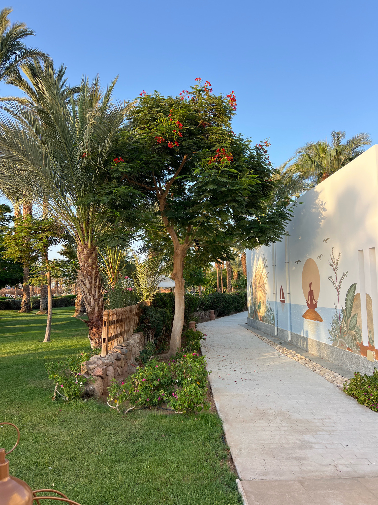 The image depicts a serene pathway in Sharm El Sheikh, Egypt, flanked by lush green grass and palm trees on the left, and a white wall adorned with a colorful mural on the right. The pathway, paved with light-colored stone, curves gently through the scene. The mural features a stylized depiction of a person meditating on a rock in the sea, with a large sun in the background, and various flora and fauna elements. The environment is bathed in the warm light of what appears to be late afternoon or early morning, casting soft shadows and highlighting the vibrant colors of the vegetation and the mural. Several palm trees, with their characteristic fronds, are visible, some in sharp focus and others further in the background. A tree with bright red flowers is positioned centrally, adding a splash of color against the green foliage. The grass is meticulously maintained, suggesting a well-kept resort or garden setting. The sky is a clear, bright blue. No people are visible in the frame. The overall atmosphere is one of tranquility and natural beauty, characteristic of a resort destination in a warm climate.