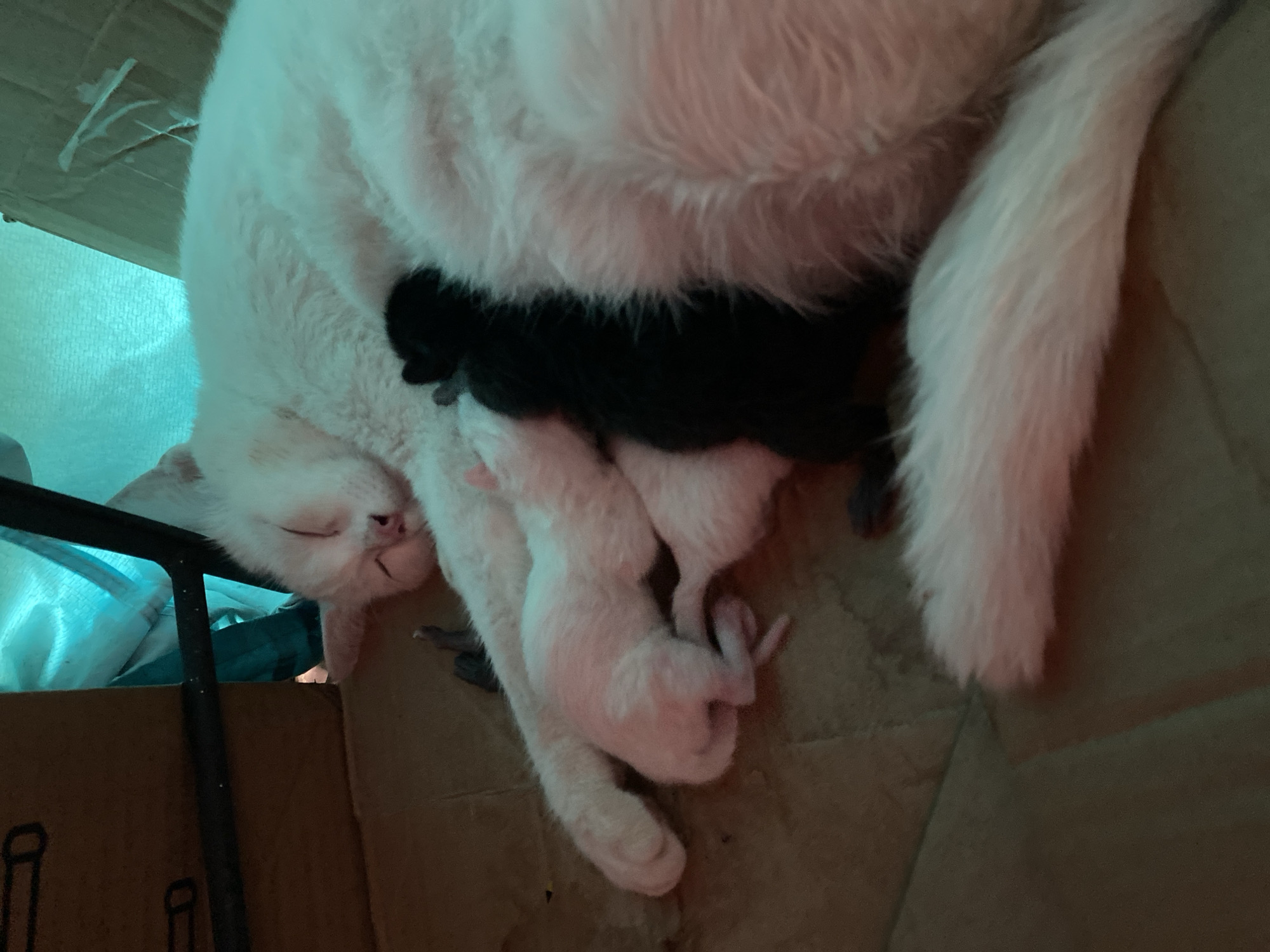 A white mother cat is captured in a close-up, high-angle shot, resting inside what appears to be a cardboard box, likely in Da Lat, Vietnam. She is surrounded by her newborn kittens, which are huddled against her belly. At least one kitten is distinctly black, while several others are light-colored, possibly white like their mother.
The mother cat's eyes are closed, suggesting she is asleep or in a state of deep rest, her face showing a peaceful expression. Her body is large and fluffy, providing a warm, protective environment for her young. The kittens are small and appear to be either nursing or sleeping close to their mother.
The setting is somewhat dim, with warm, soft lighting that casts a reddish-orange hue on the cat and kittens, contrasting with a cooler, light blue-green tone visible in the background, which might be a curtain or fabric near a window. A dark metal frame or bar is visible on the left side, possibly part of furniture or the box's support. The ground or bottom of the nesting area appears to be a brown cardboard texture. The overall atmosphere conveys a tender moment of maternal care and new life in a cozy, intimate space. There is no visible text in the image.