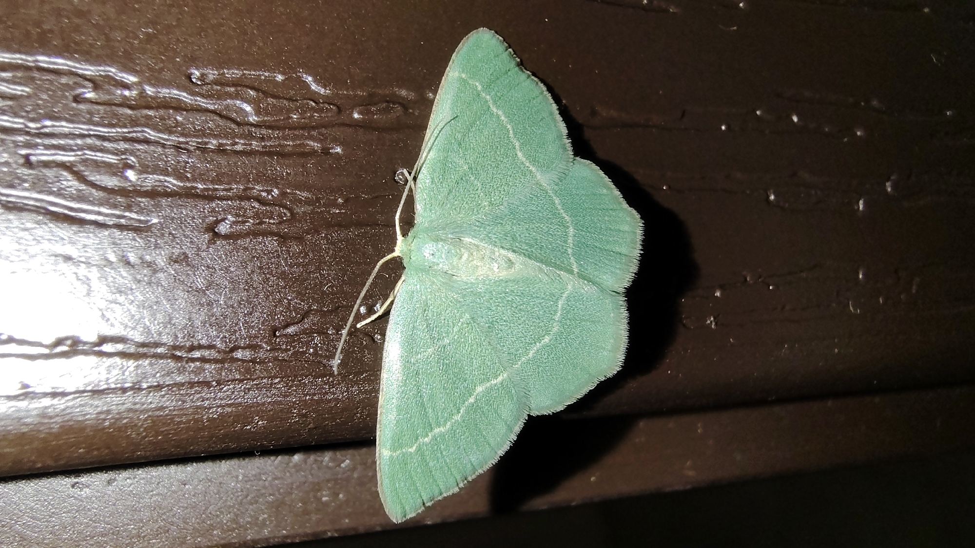 A vibrant green moth with white markings on its wings rests on a dark brown, vertical, textured surface that appears to be damp, with streaks running down it. The moth's wings are spread wide, showing intricate patterns and a feathery edge. Its body is also visible, with thin antennae extending forward. The lighting suggests the image was taken at night, likely outdoors. The surface the moth is on resembles painted wood or metal, possibly a fence or a building exterior, in a city location.