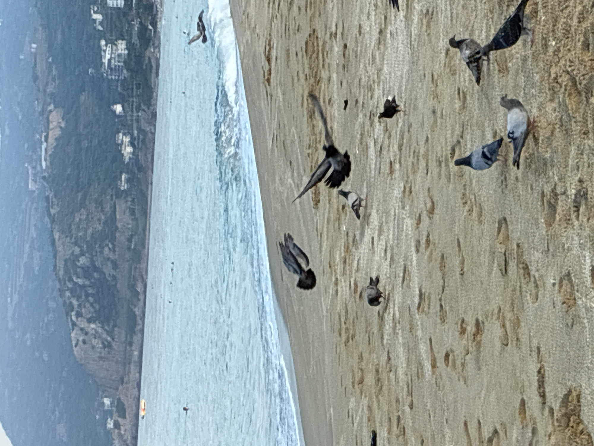 The image depicts a beach scene in Alanya, Turkey. The foreground is a sandy beach with several pigeons scattered across it. Some pigeons are standing, while others are captured in mid-flight. One pigeon in the center right appears to be in the process of taking off or landing. The mid-ground features the gentle waves of the sea lapping at the shore. In the background, a hazy coastline rises, with hills covered in vegetation and scattered buildings, indicative of the urban landscape of Alanya. The water is a muted blue-gray, and the sky above is overcast, suggesting it might be early morning or late afternoon. There are a few faint figures visible in the water, possibly swimmers or people enjoying the sea. A yellow and orange inflatable object is also present in the water near the shore. The overall atmosphere is tranquil, with the birds being the most dynamic element of the scene.