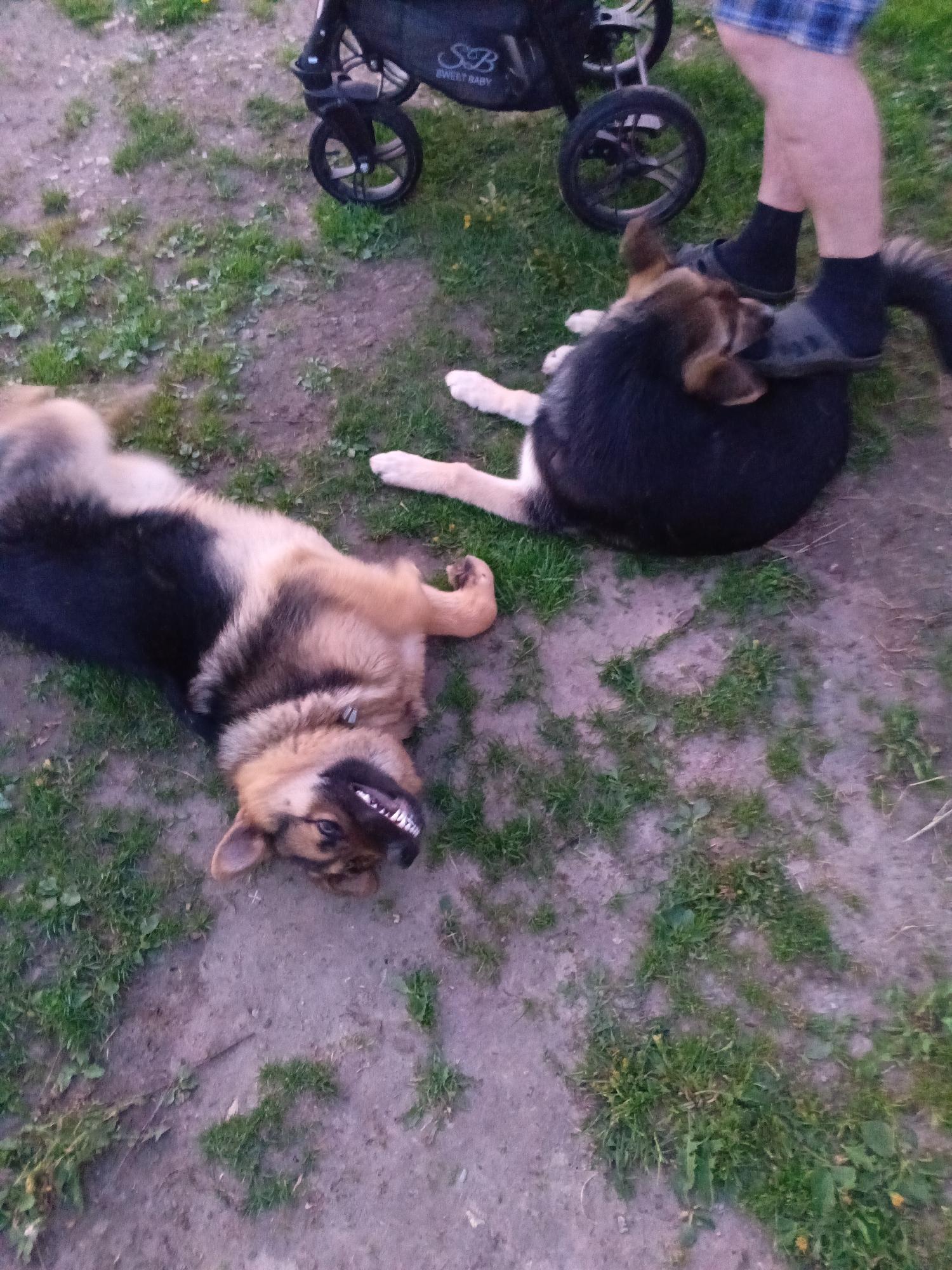 The image shows two German Shepherd dogs lying on the ground, which is a mix of dirt and grass. One dog is on its back, baring its teeth, while the other is lying on its side with a person standing near it. The person is wearing a blue and white plaid shirt, black socks, and dark footwear. A black baby stroller is also visible in the background. The location appears to be an outdoor, grassy area.