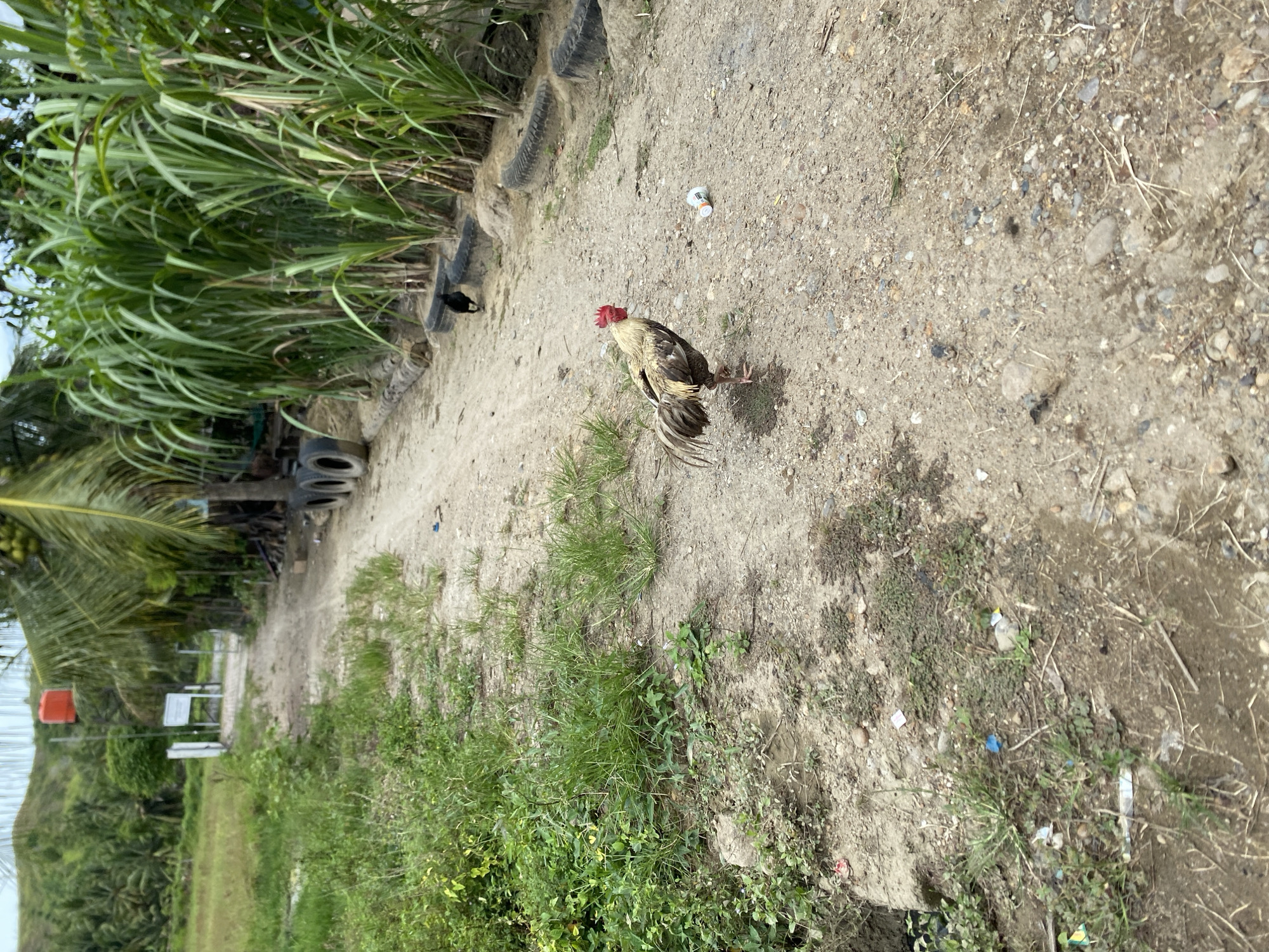 The image depicts a dirt road in a rural setting in Seuneuboklhong, Indonesia. A rooster stands in the middle of the road, facing away from the viewer. To the left of the road is dense vegetation, including tall grasses and trees. A stack of tires lies along the edge of the vegetation. Further down the road, partially obscured by a palm tree, are signs and what appears to be a small structure. Scattered debris is visible on the road surface. Another black bird is visible behind the rooster near tires.